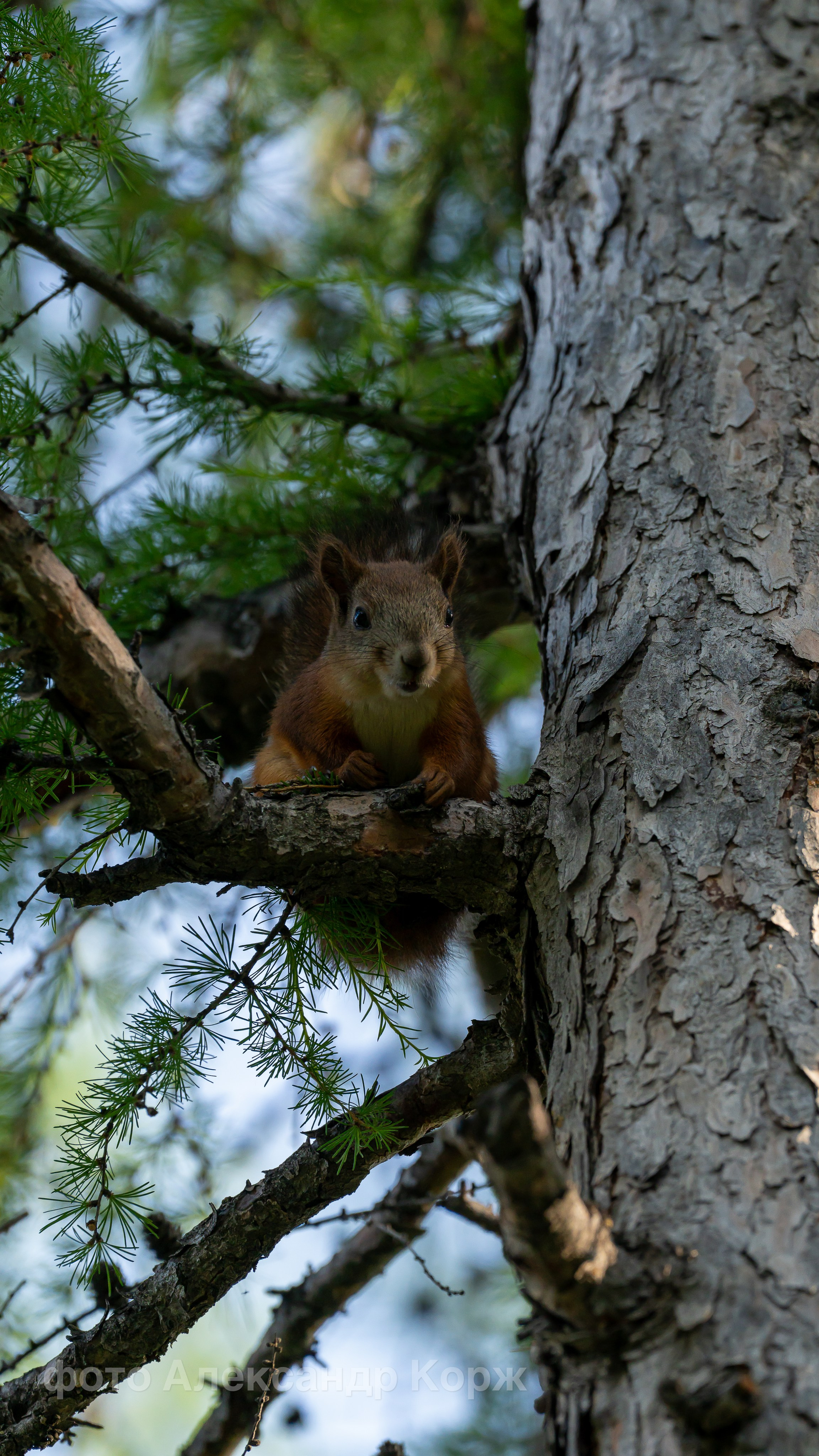 Животные. Фотографии и видеосъемка, Айхал, Удачный, Якутия. Фотографии Айхал