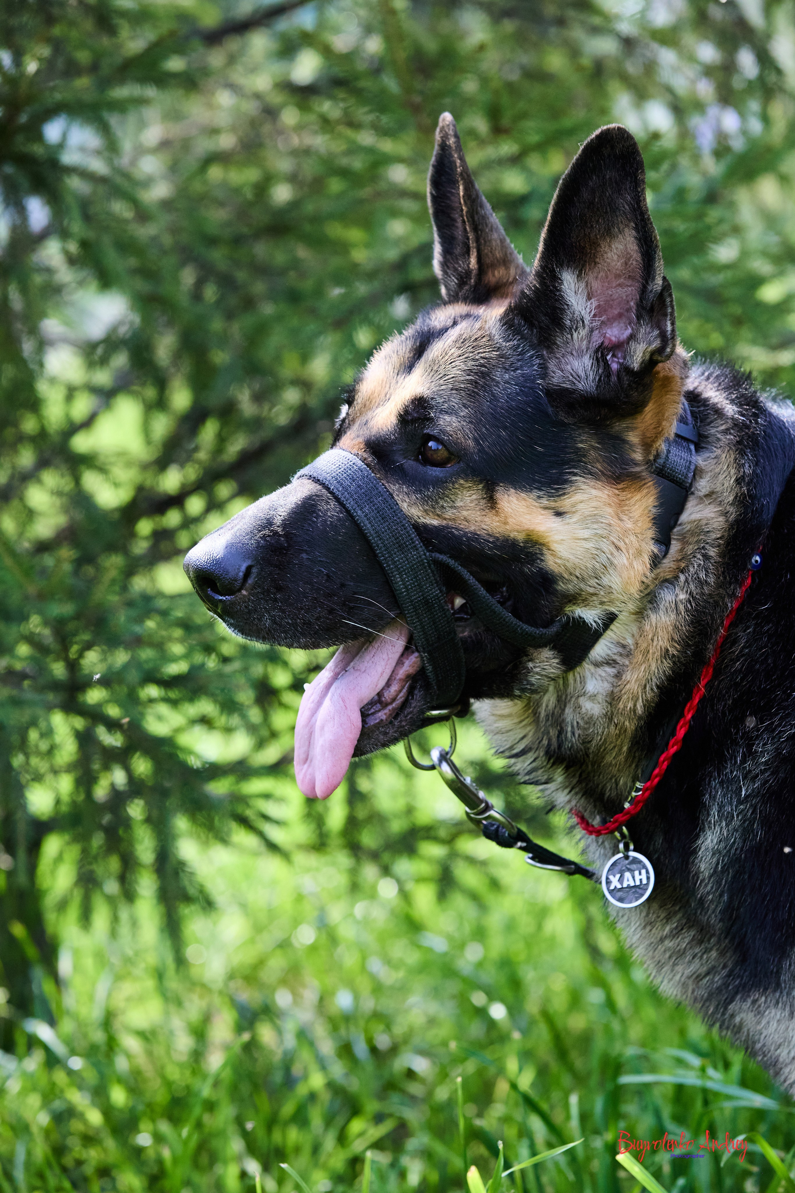 Проект фотопрогулка с хвостиком. Buyvolenko Andrey