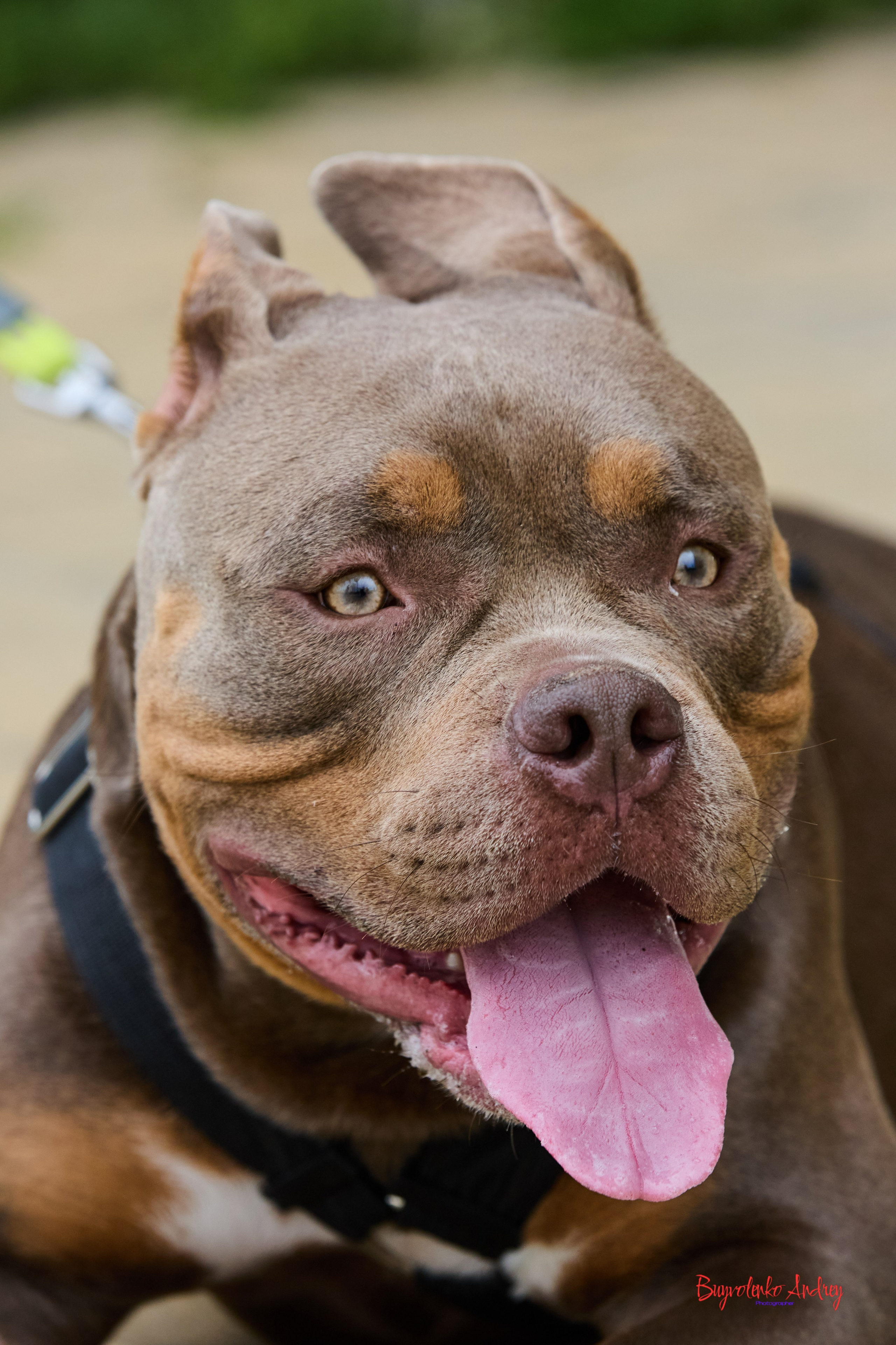 Проект фотопрогулка с хвостиком. Buyvolenko Andrey