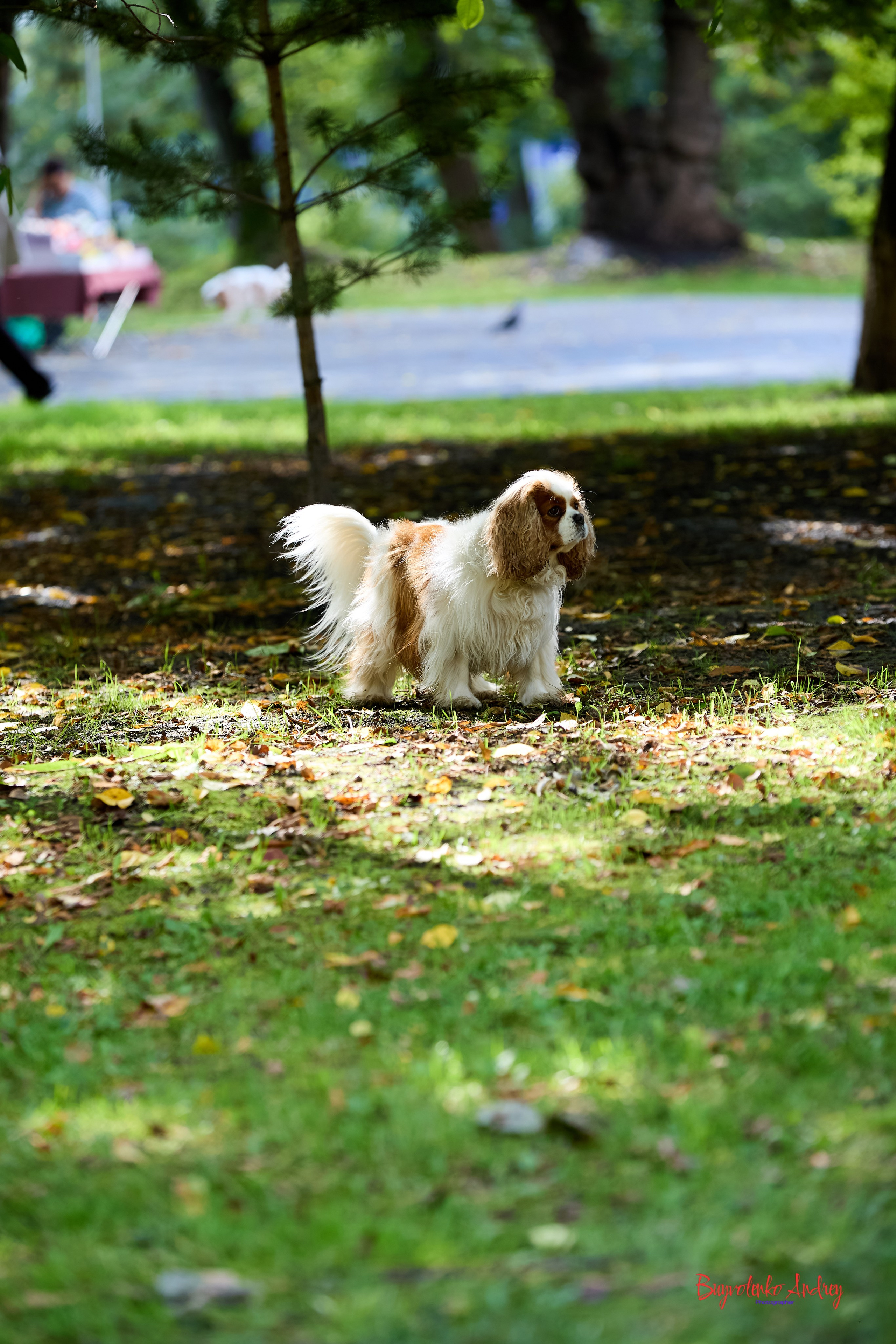 Фотопрогулка с кавалерами. Buyvolenko Andrey