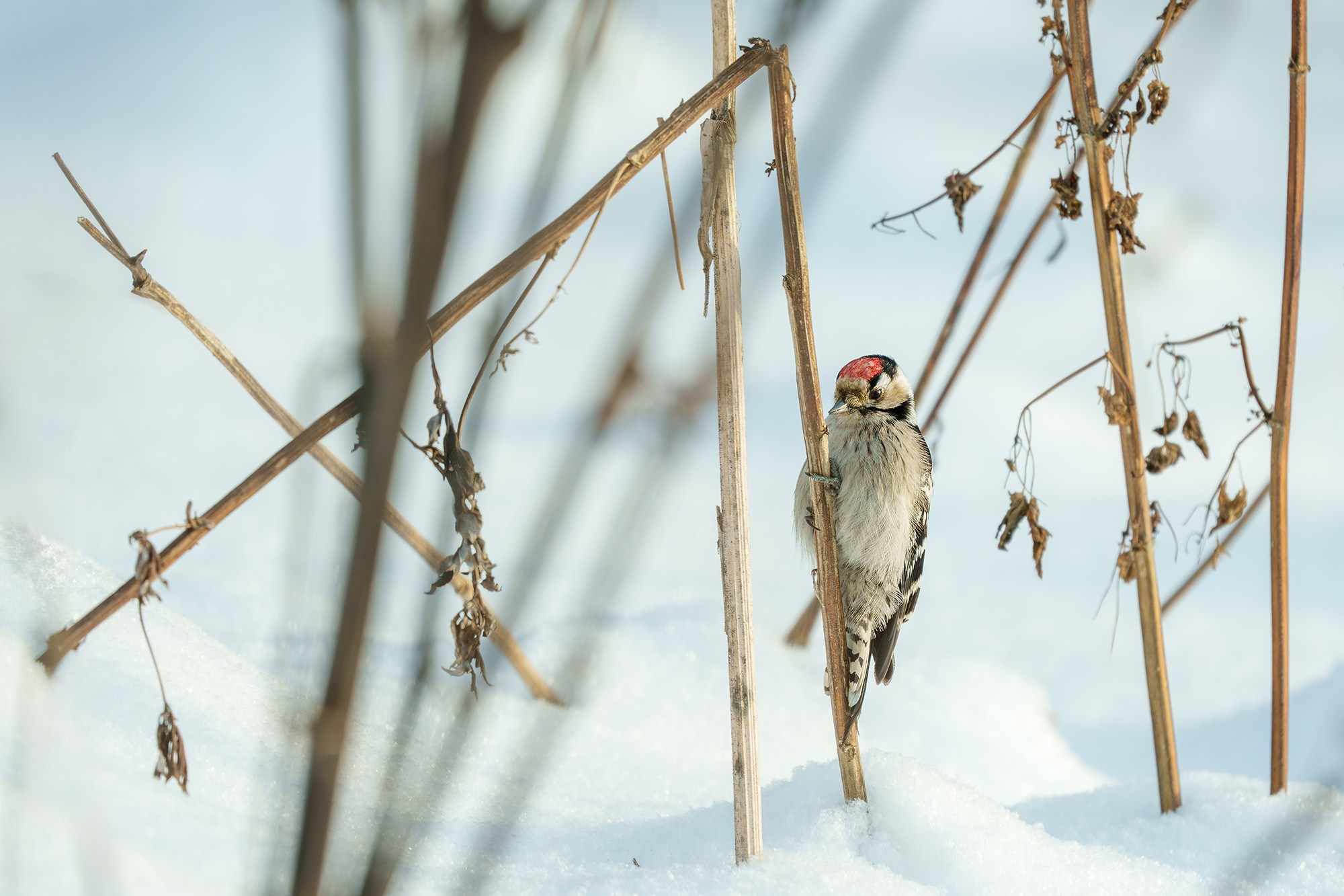 Удивительные мир птиц. Вокруг нас столько прекрасного — присмотритесь!. Ваш личный фотограф Марина Волкова
