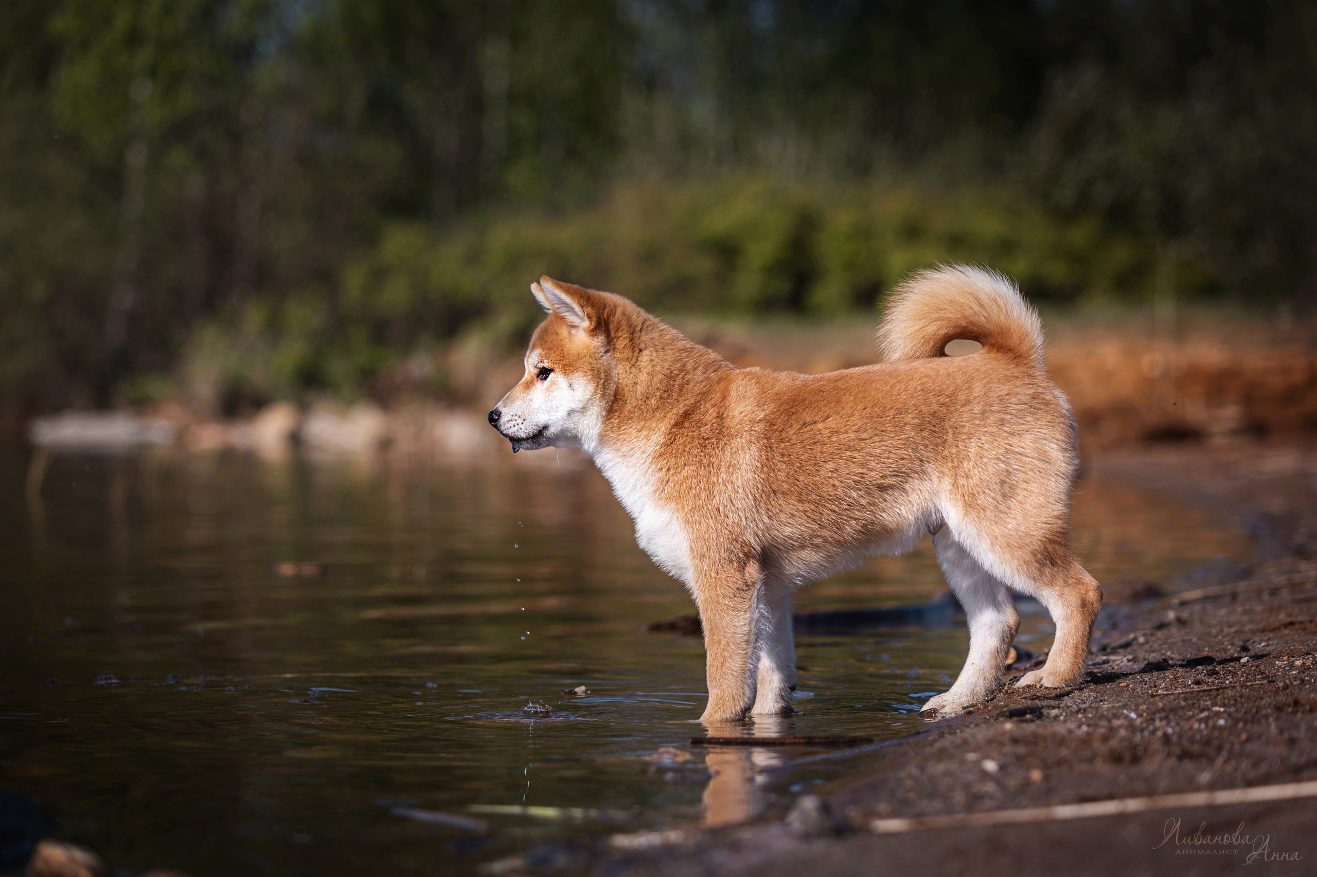 Сиба. Фотограф анималист Аня Ливанова | Рыбинск