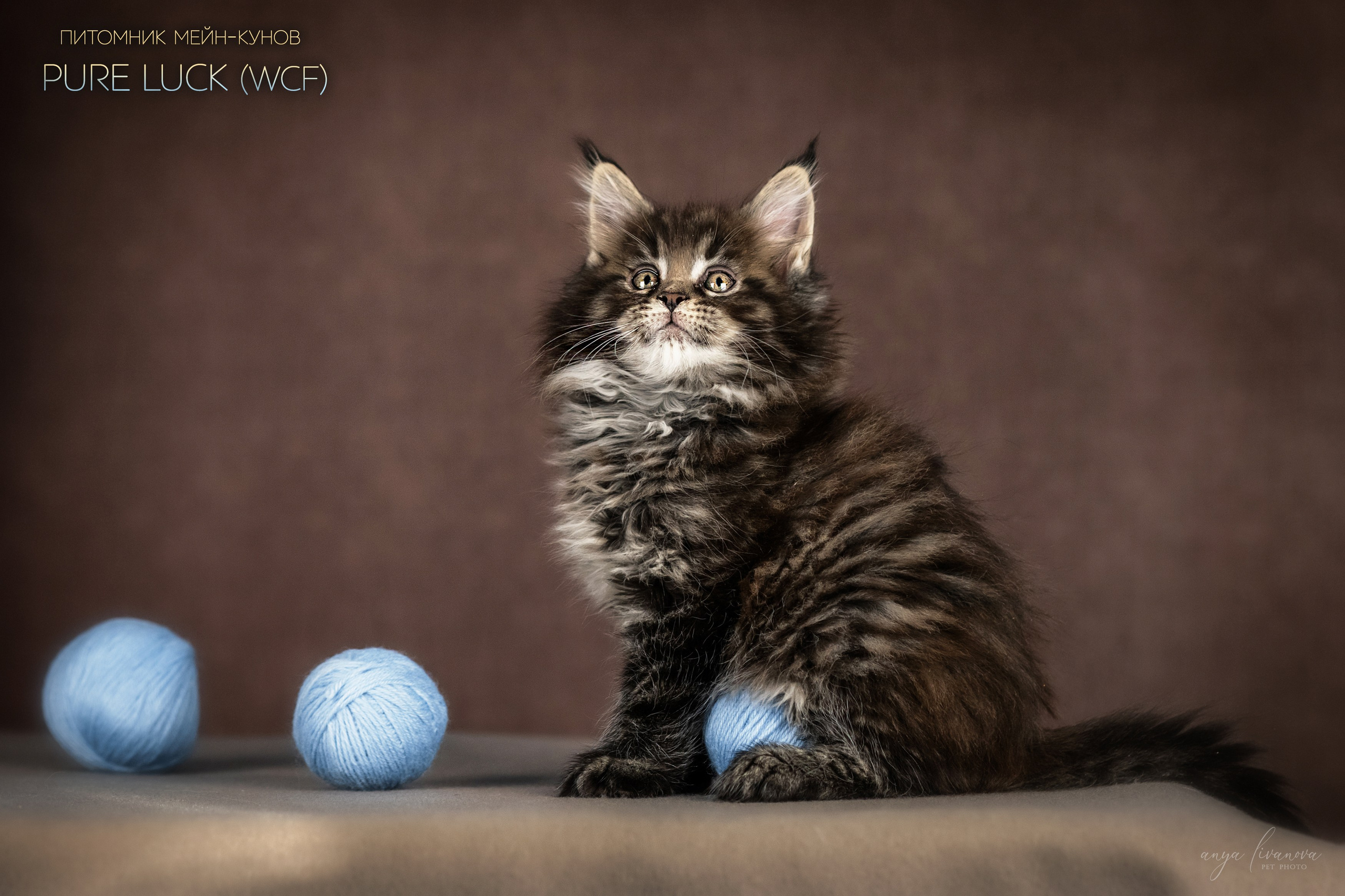 Мейнкуны. Фотограф анималист Аня Ливанова | Рыбинск