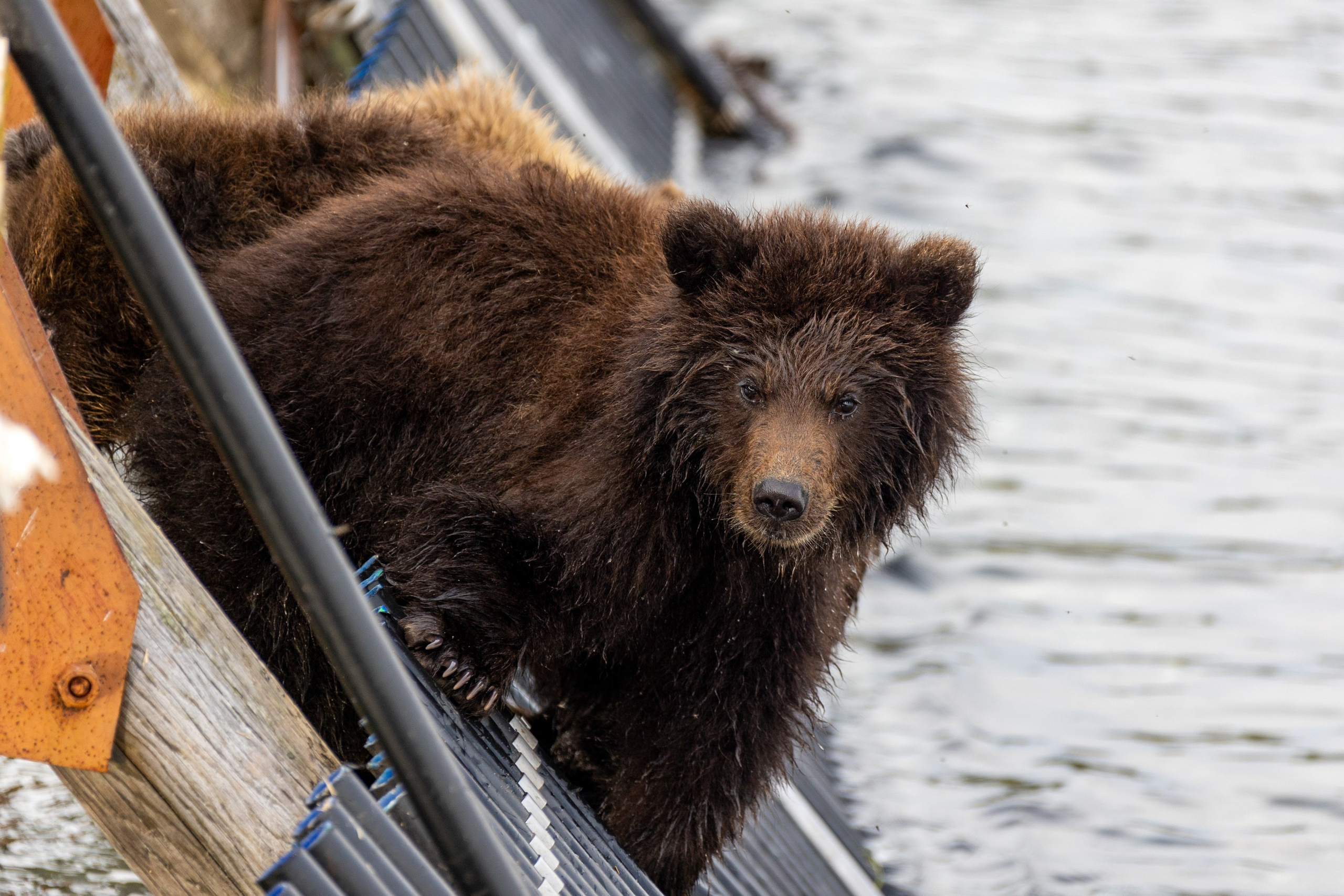 Время Камчатки: чтобы найти свой путь, нужно скорость умножить на время
