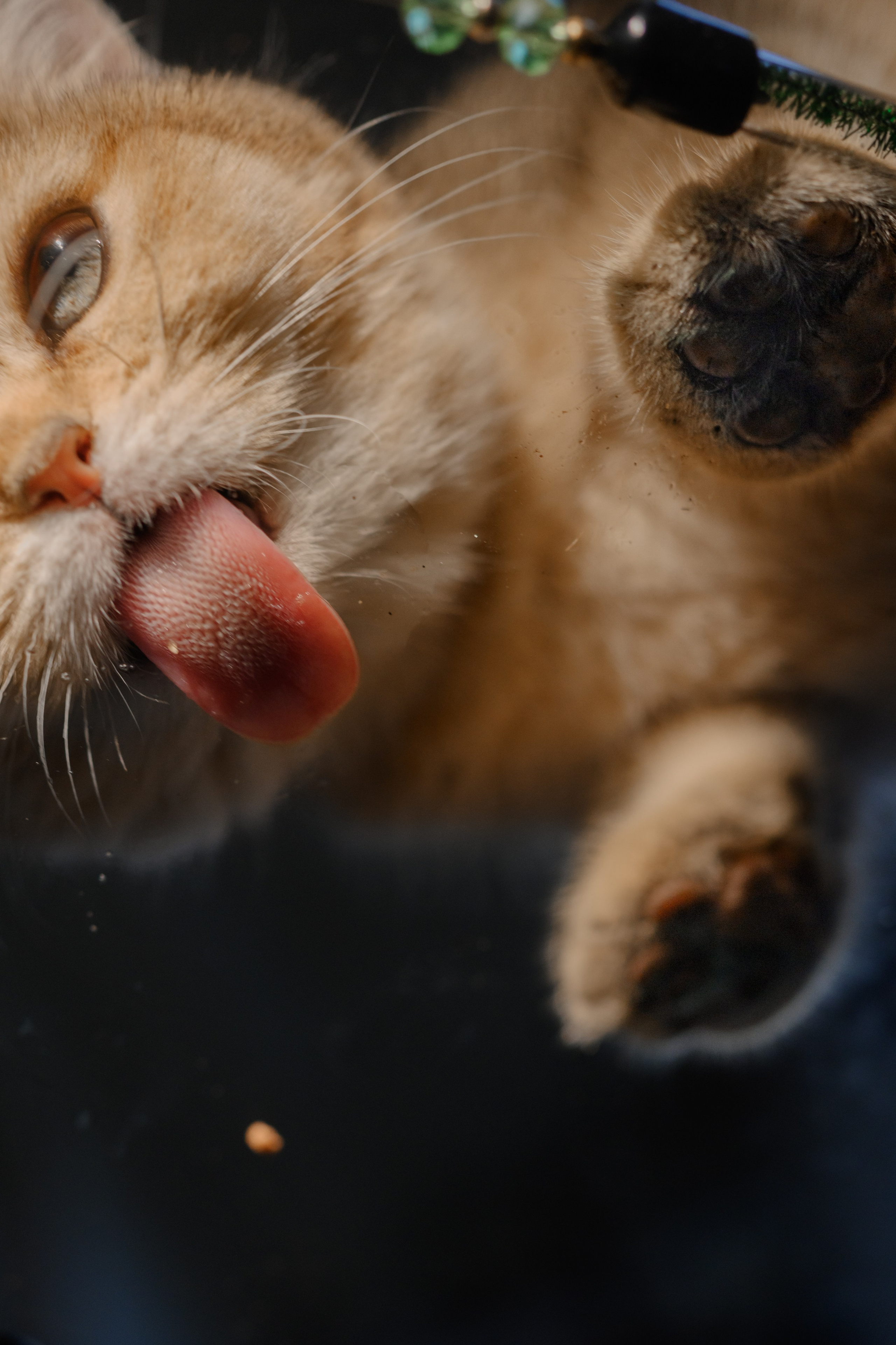 Питомник котят. Семейный фотограф и анималист в Москве и Московской области