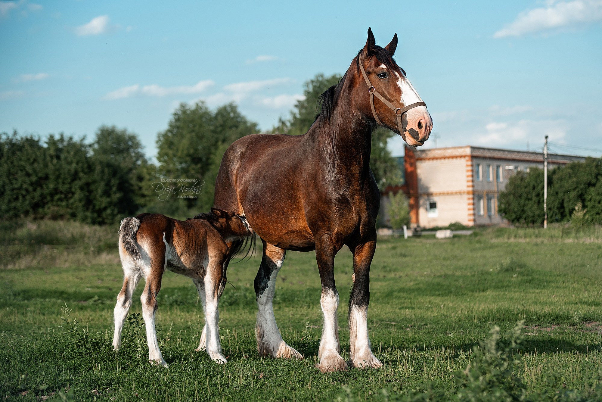 Рапунцель и Квини. Конный фотограф Куракина Дарья • Фотосессии с лошадьми