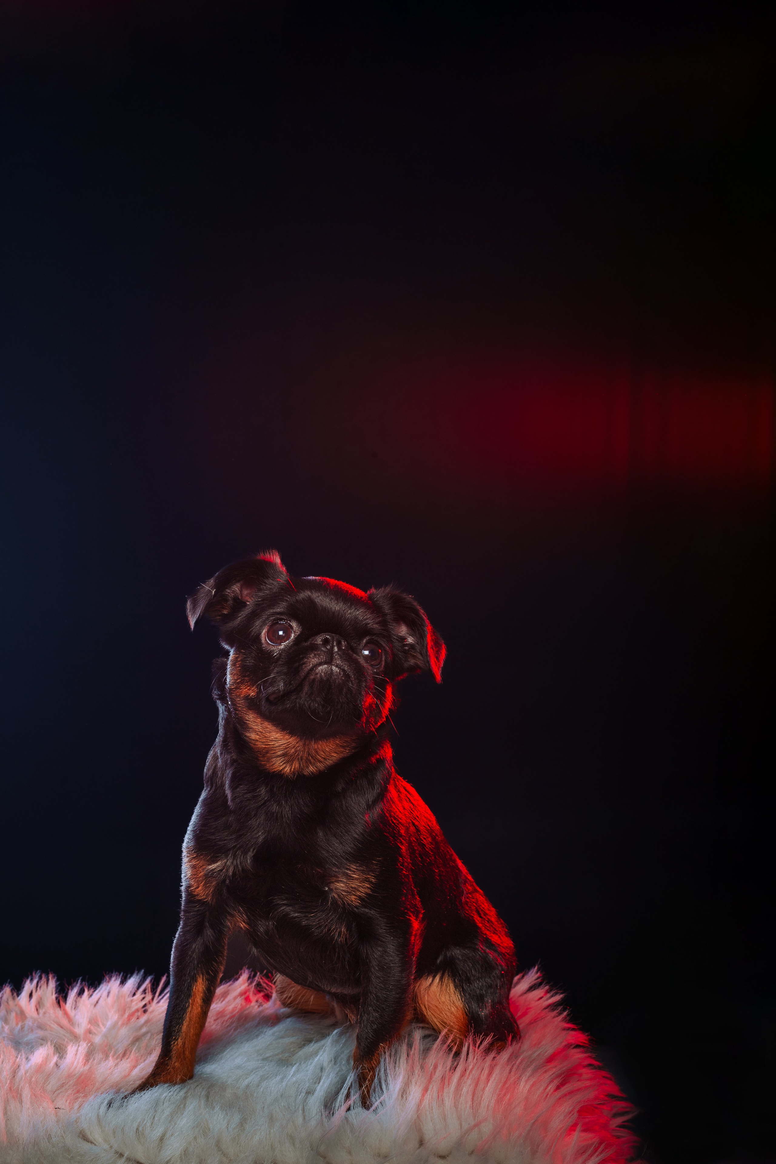 Студийная фотосессия с цветным светом. Фотограф-анималист Татьяна Степанова