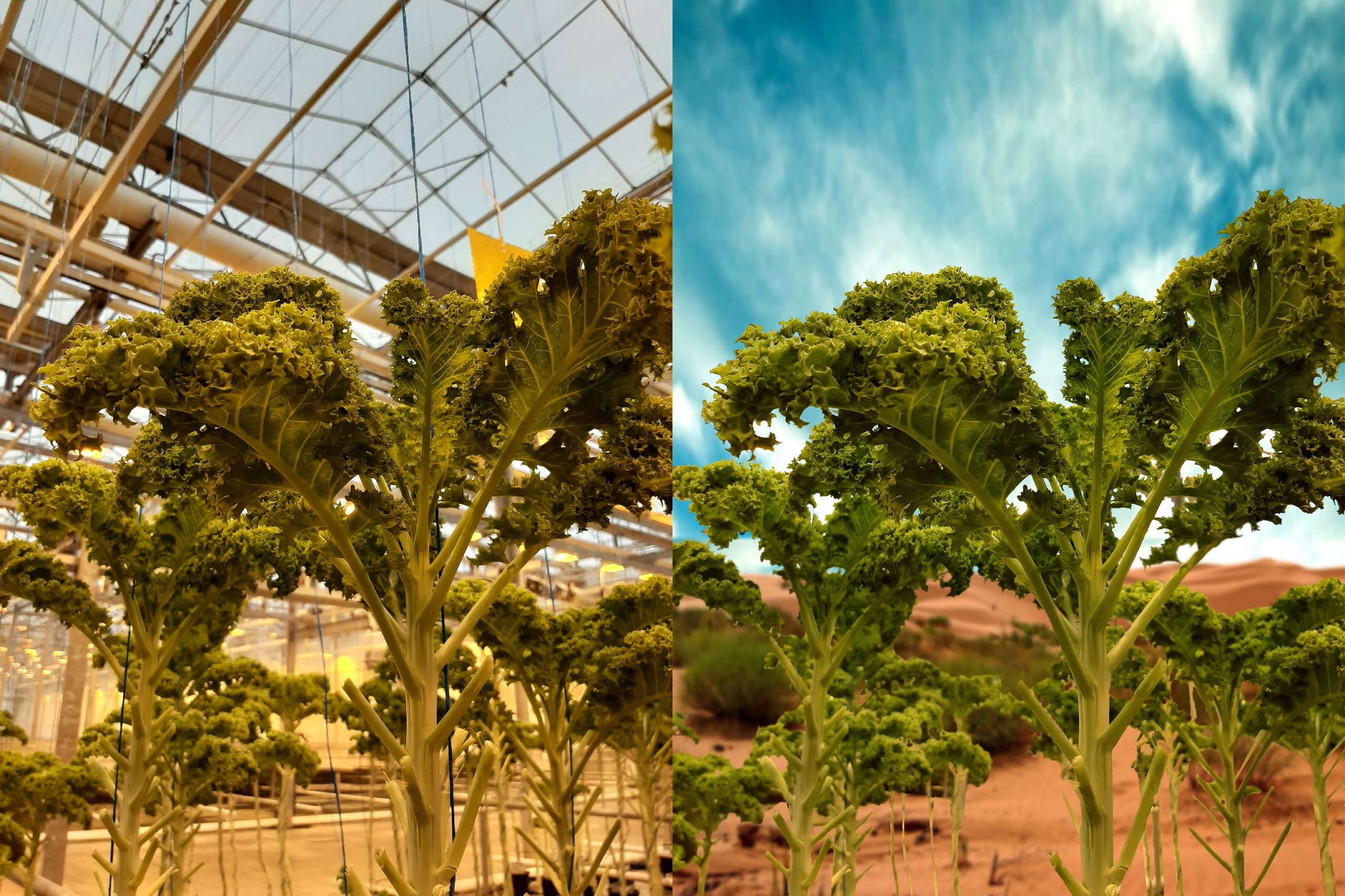 Ретушь растений и овощей | Студия SVITHART