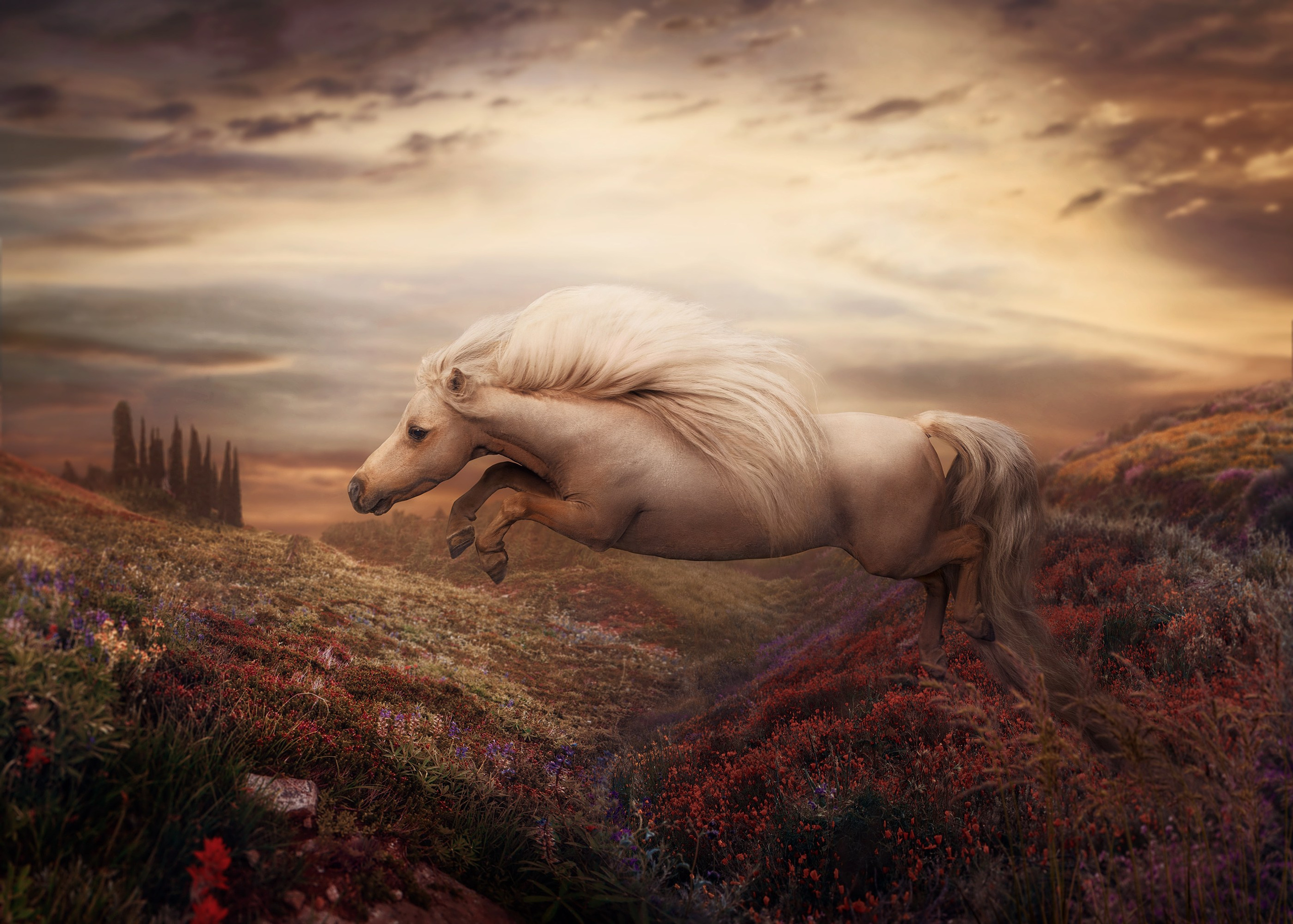 HORSES. LUMEN DUO Art photography for interiors