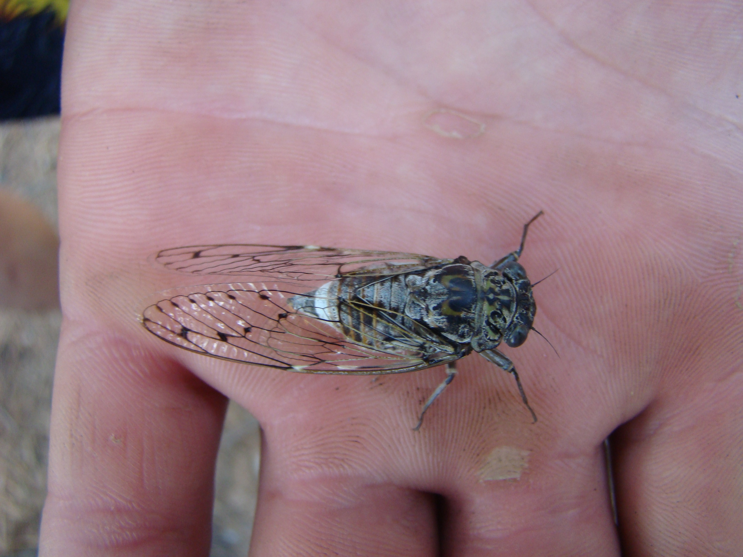 Кабардинка (фото Зевиных) 25.06-24.07.2008. Семейный, Свадебный фотограф СПБ Питер— Романова Екатерина