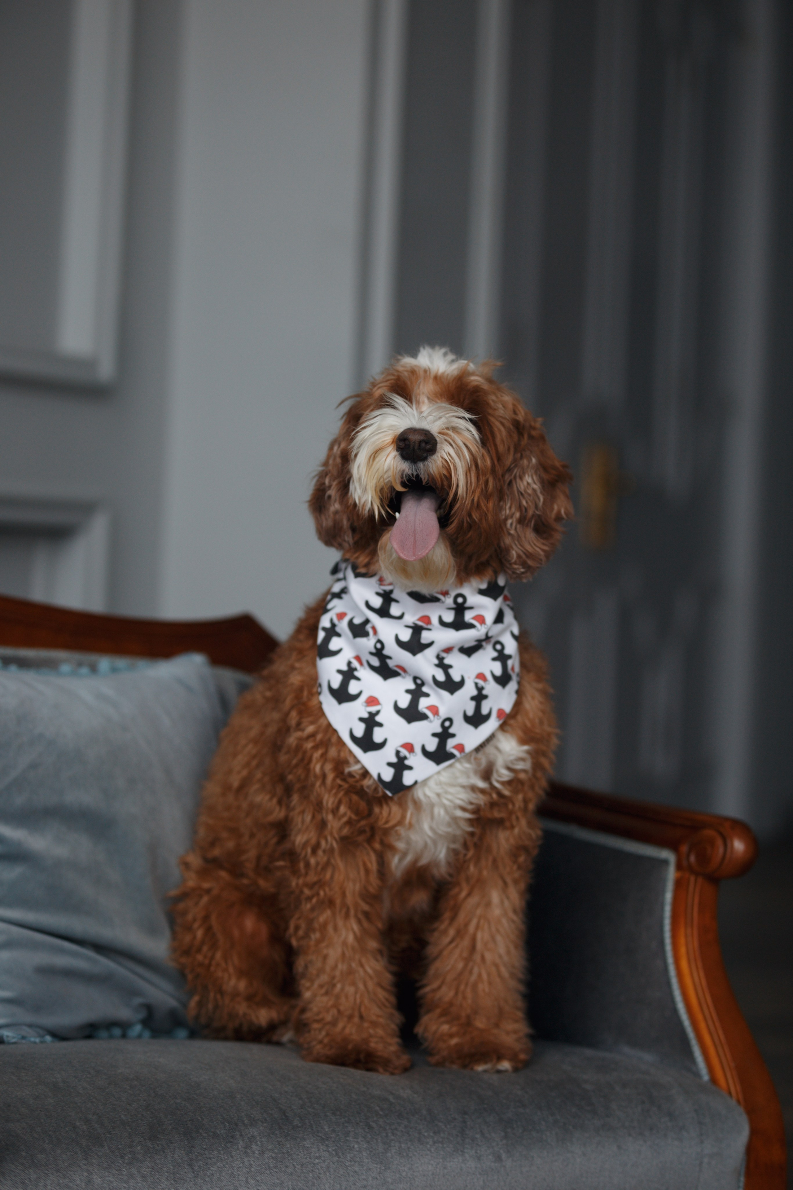 Bmbh лежанки и адресники. Фотограф анималист Кристина Карпова, Москва