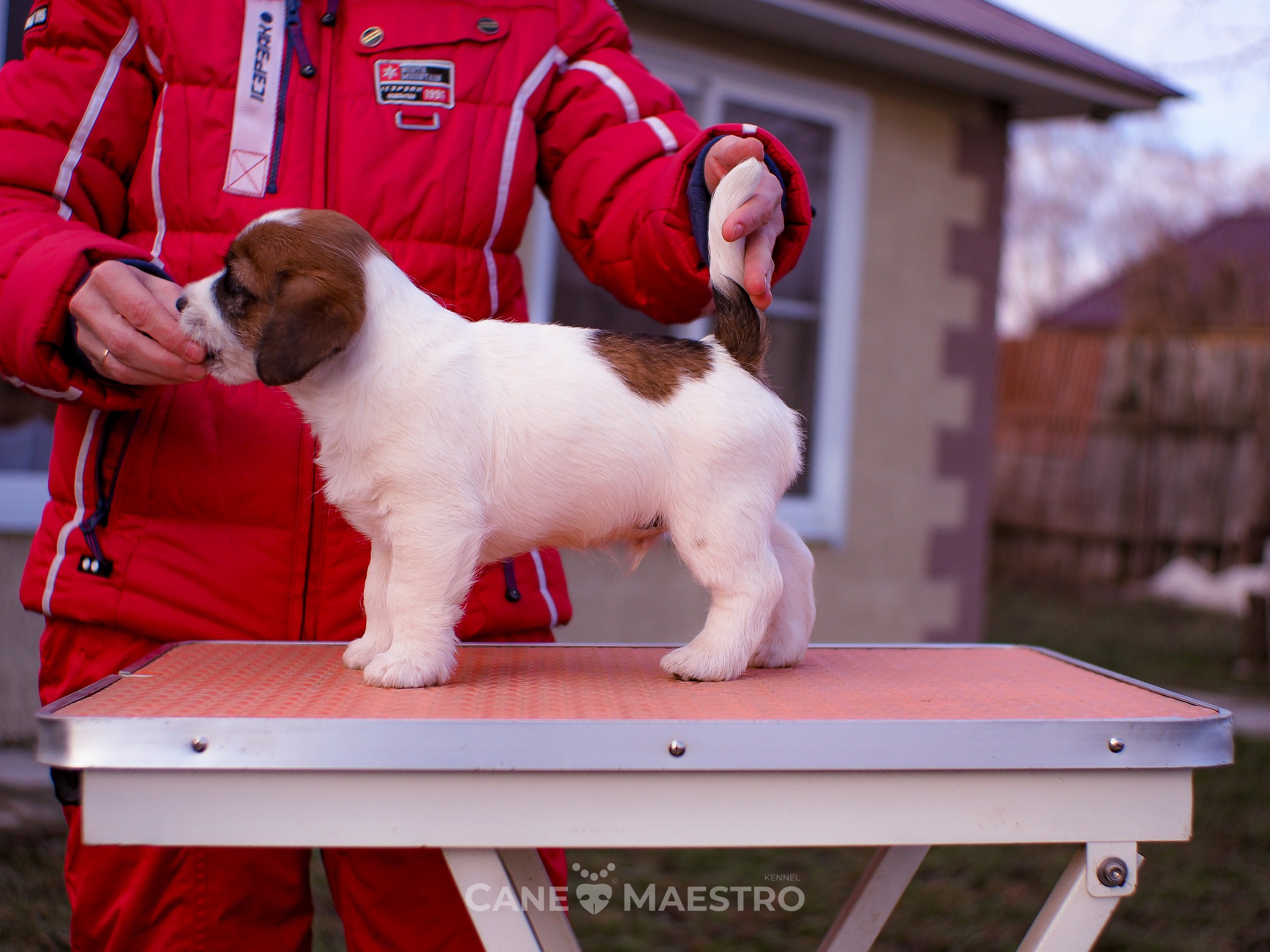 Мальчик 2. Кобель бело-рыжий. Джек рассел терьер щенок. КАНЕ МАЭСТРО — питомник Джек рассел терьеров
