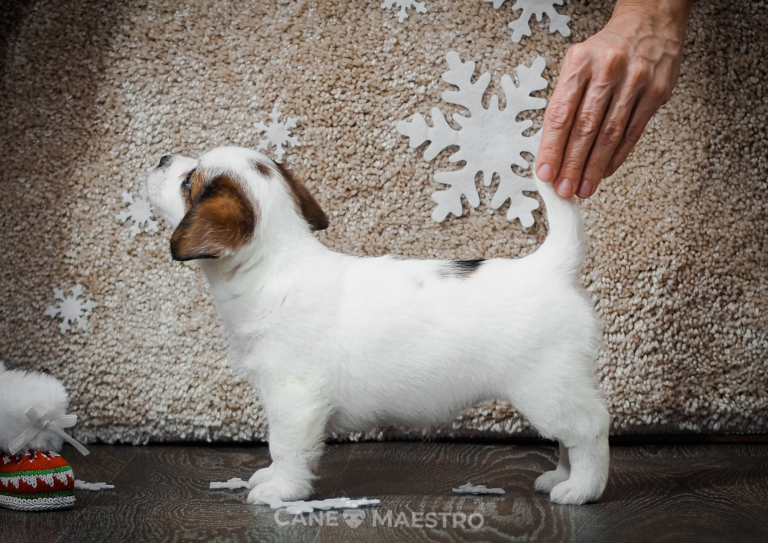 3_Девочка_СНЕЖНАЯ_Ц. CANE MAESTRO — kennel Jack Russell Terrier