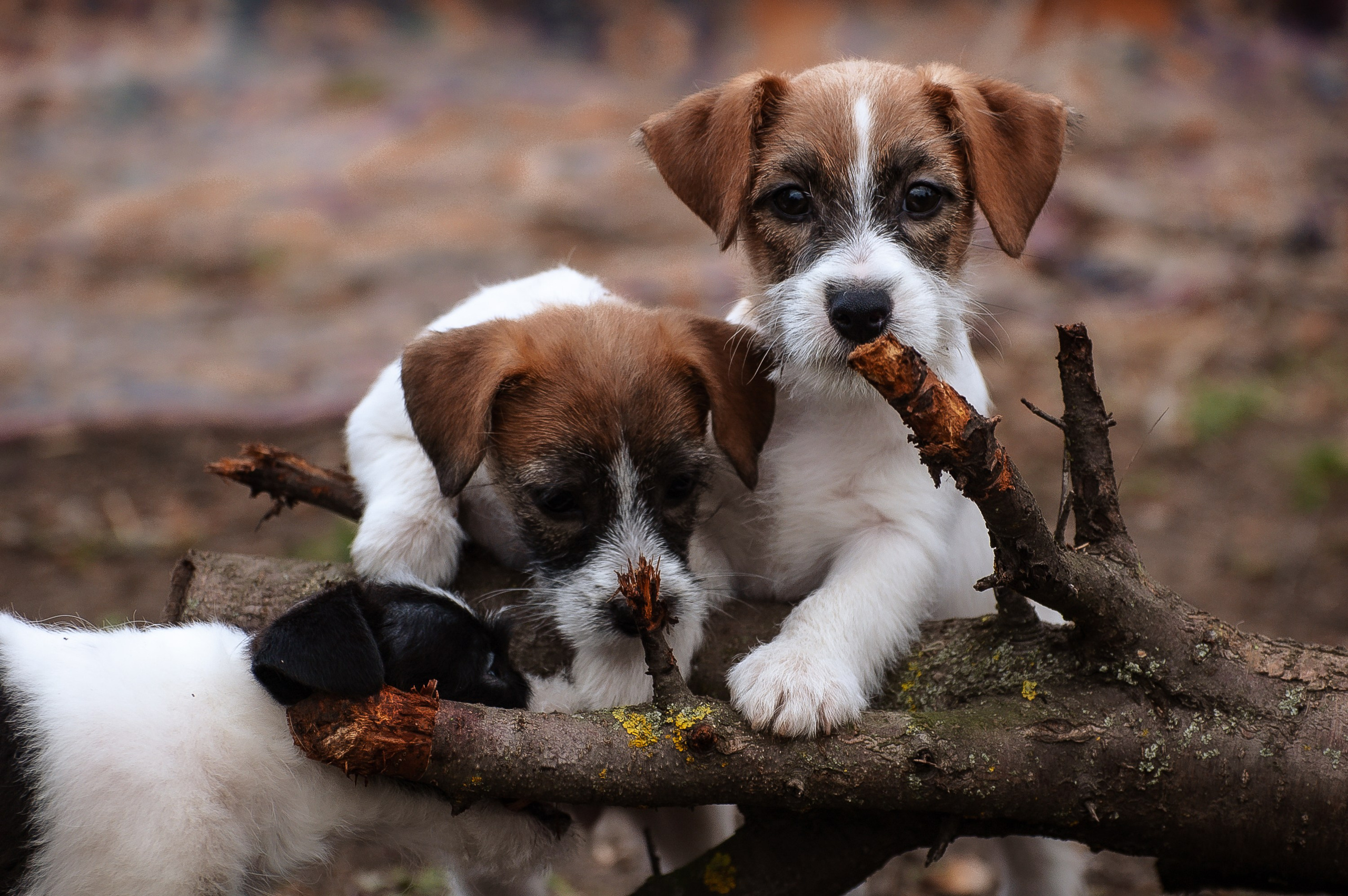 Щенок бело-рыжий джек рассел терьер. КАНЕ МАЭСТРО — питомник Джек рассел терьеров