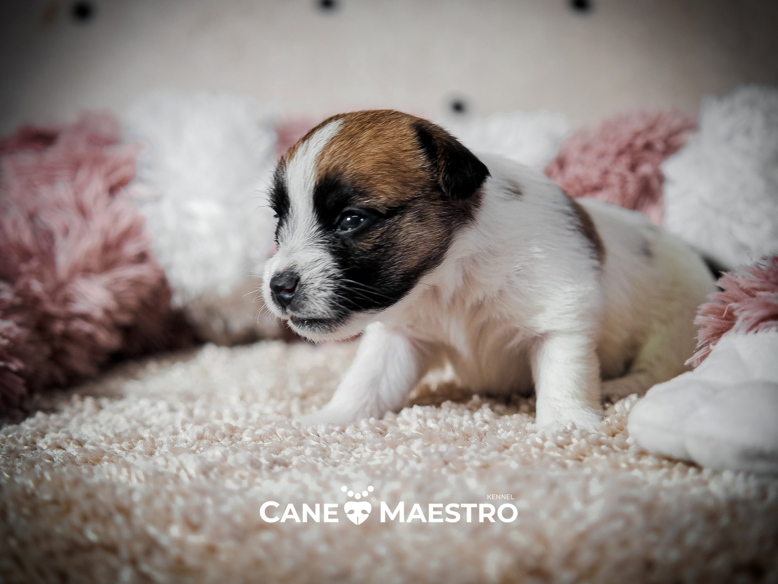 X_female_2_b-t. CANE MAESTRO — kennel Jack Russell Terrier