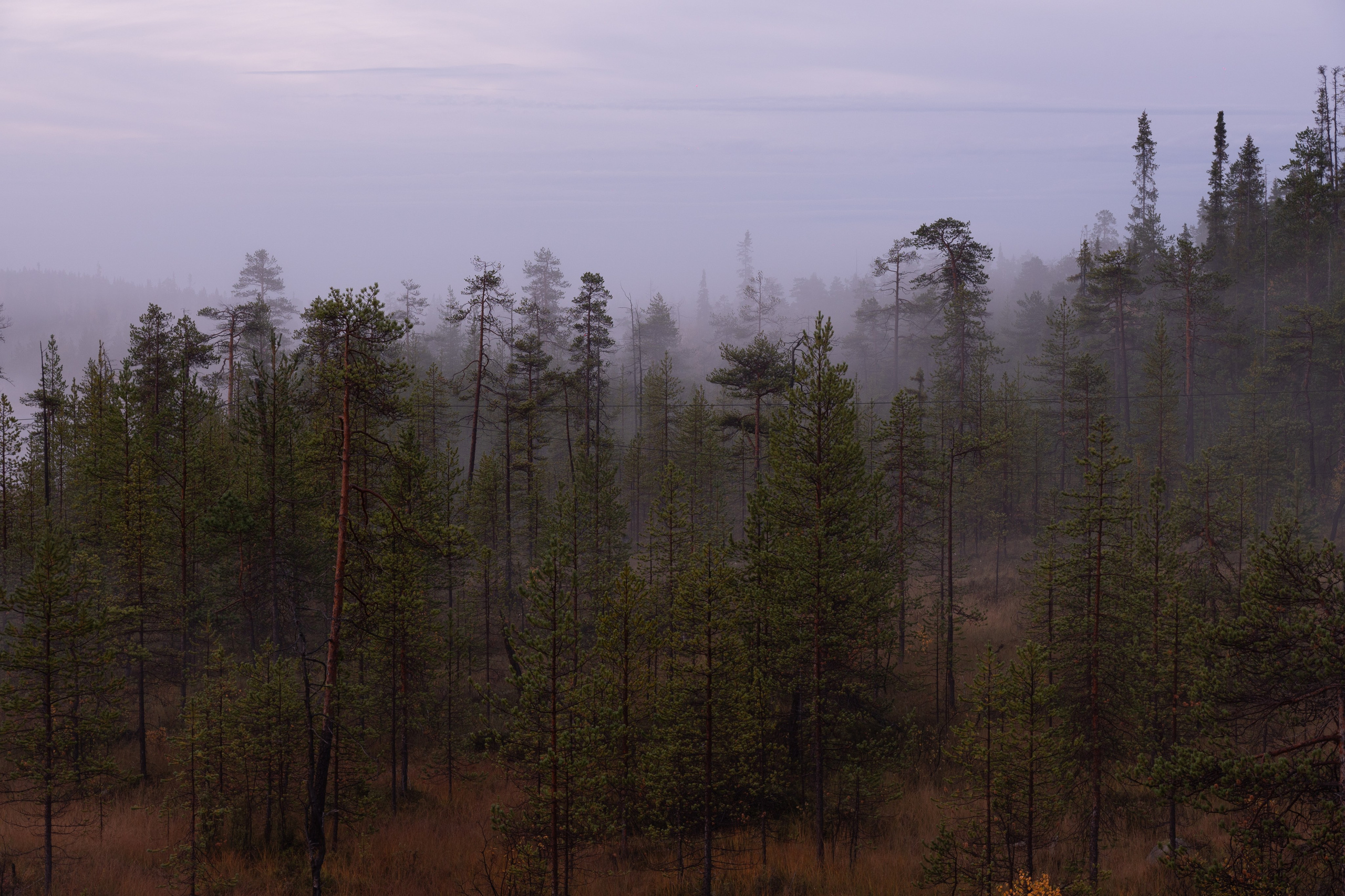 Золотая осень в Хибинах. Daria wanderer photography