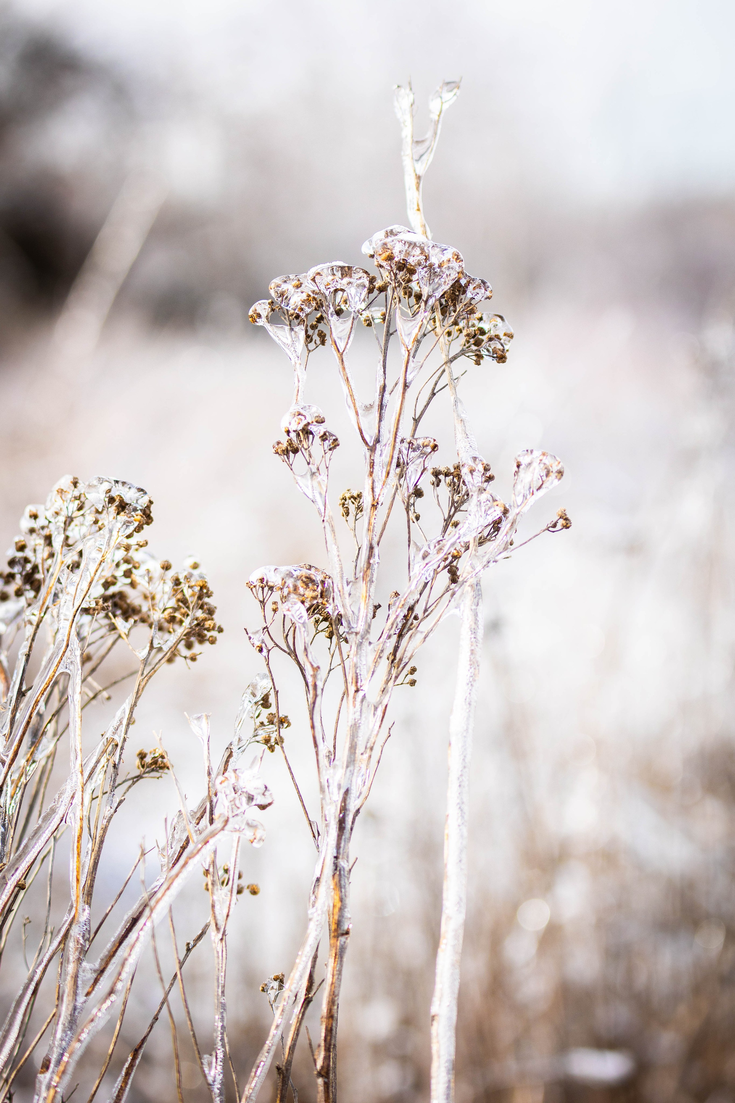 Дикий животный мир. Фотограф-АниМалист Анна Абрамова