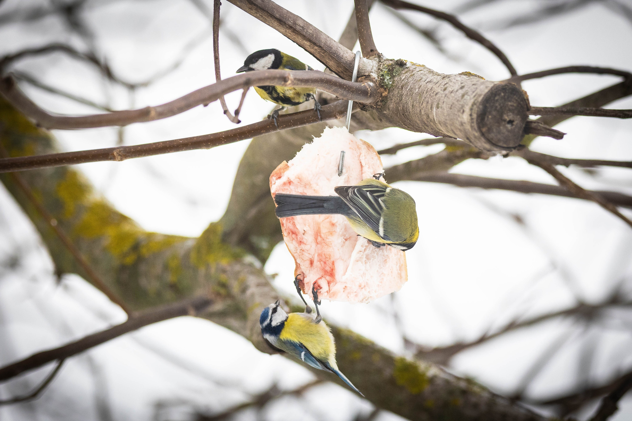 Дикий животный мир. Фотограф-АниМалист Анна Абрамова