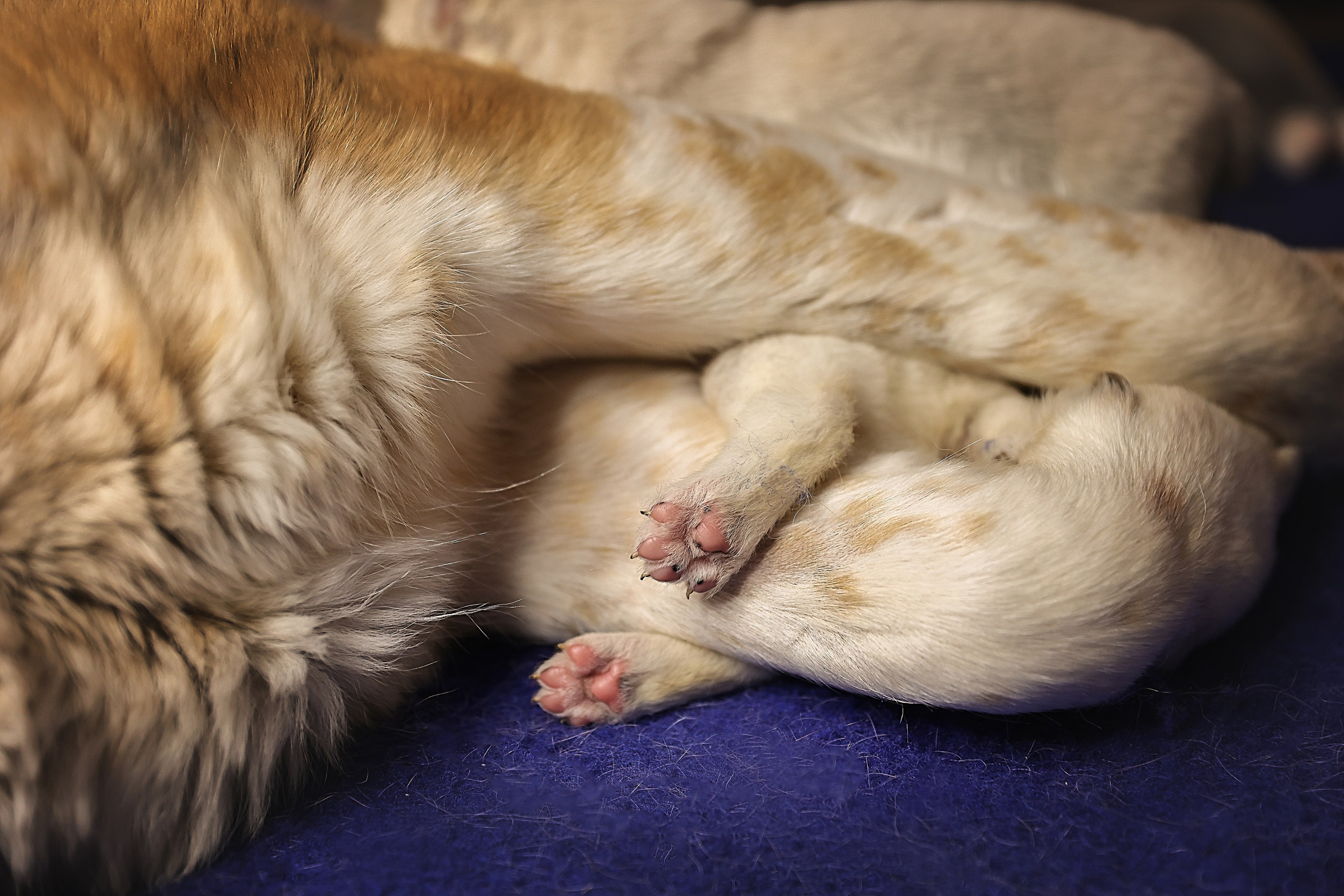 ФОТОССЕСИЯ ЩЕНКОВ. Фотограф-АниМалист Анна Абрамова