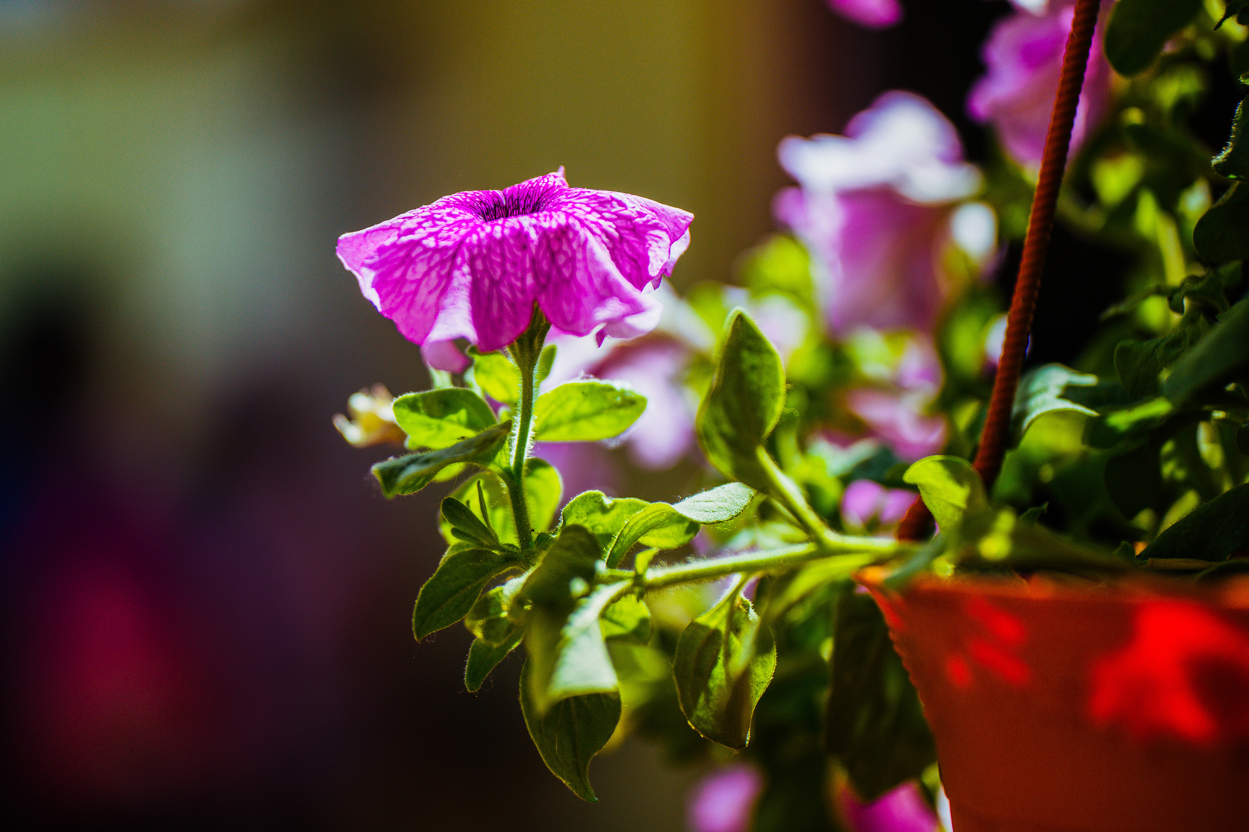 Фотостудия Анапа фотограф Анапа фотосессия Анапа. АНАПА ФОТОСТУДИЯ № 13