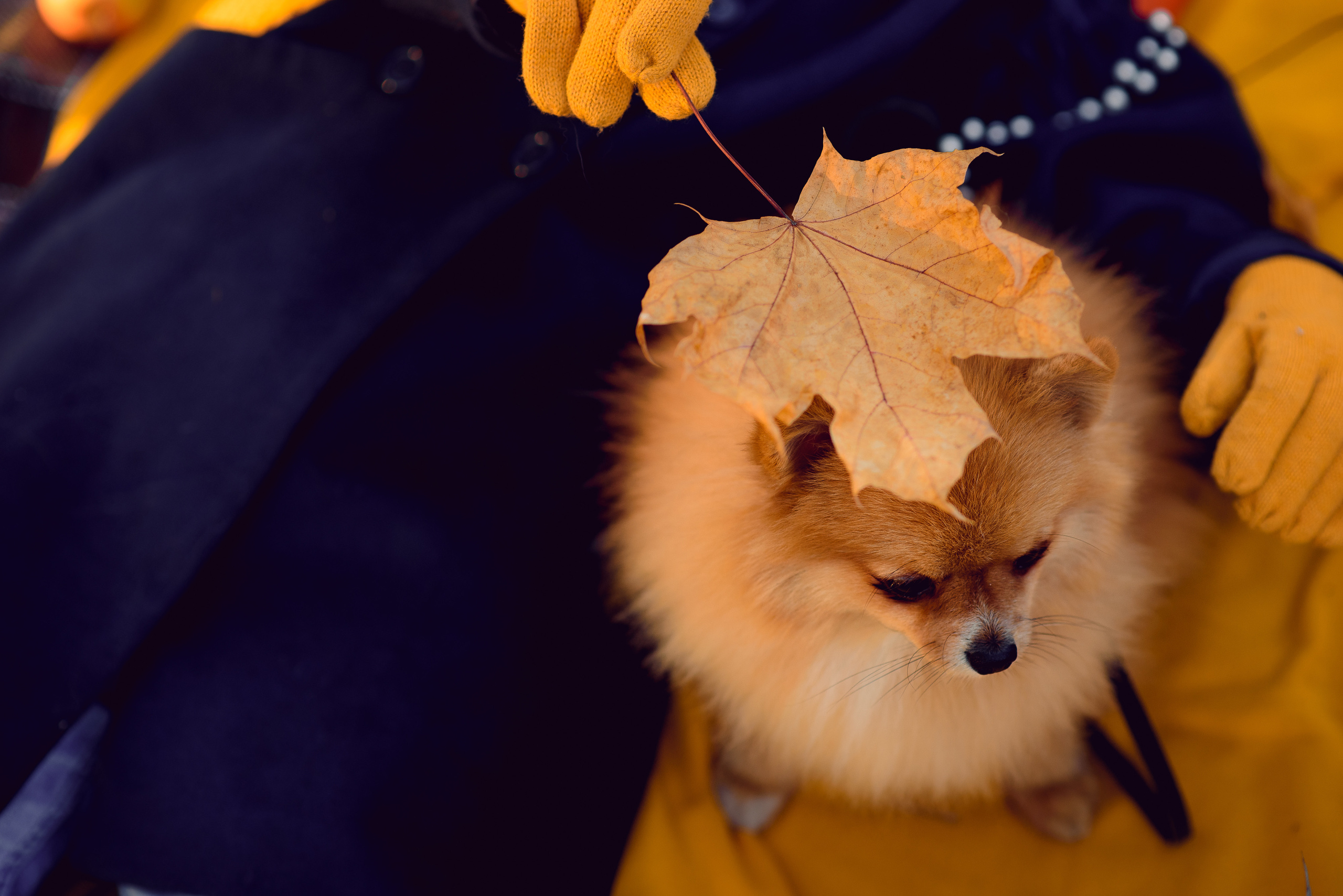 Осенняя прогулка. Профессиональный фотограф в Рязани