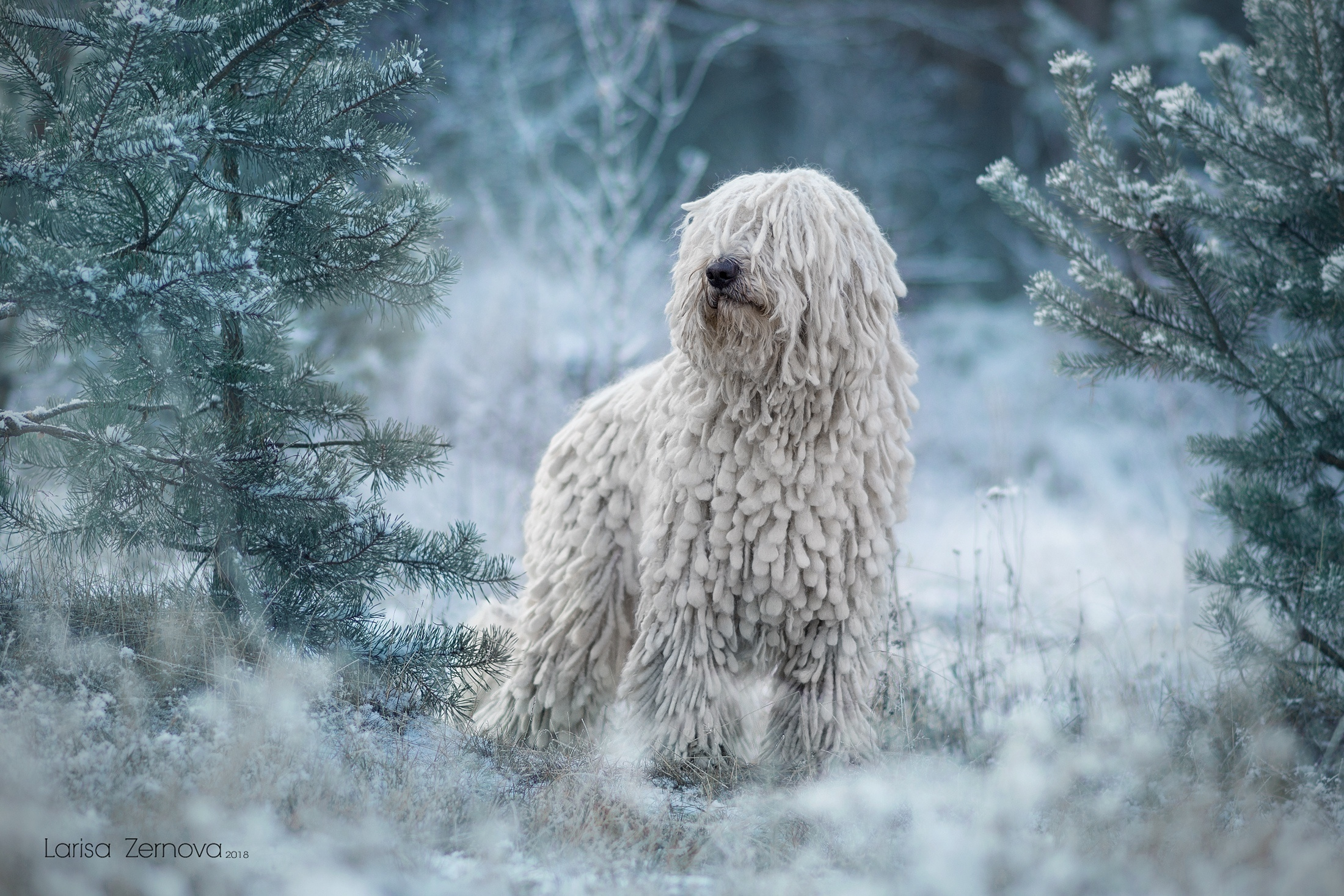 Лаиса Зернова. Фото школа, обучение фотографии в Калининграде