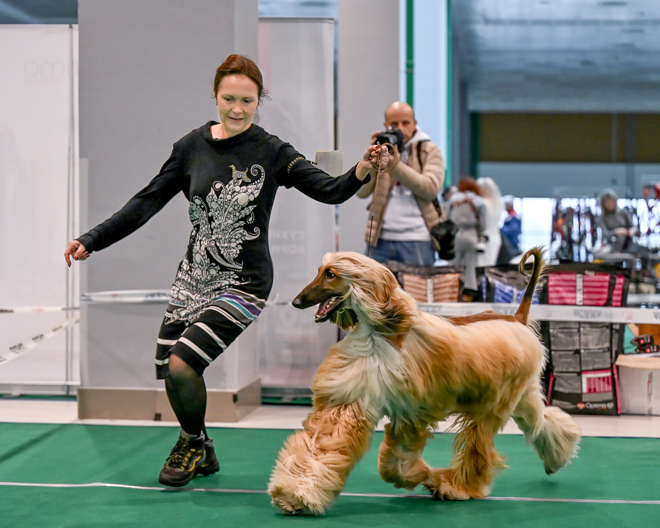 19.10 МКС и Элита. Галерея фотографий афганской борзой