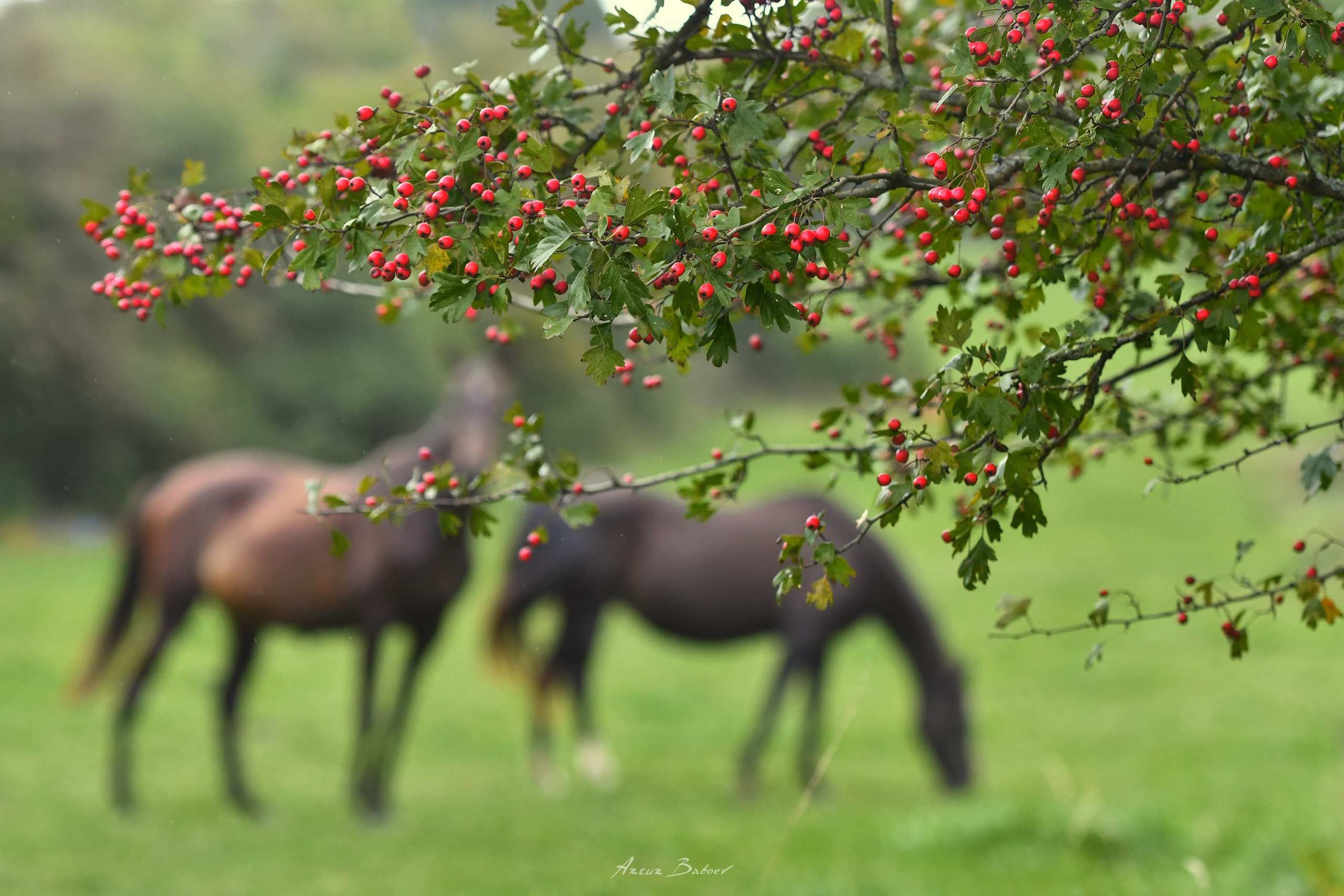 Gallery. Art photos of horses — ARTUR BABOEV | Photographer