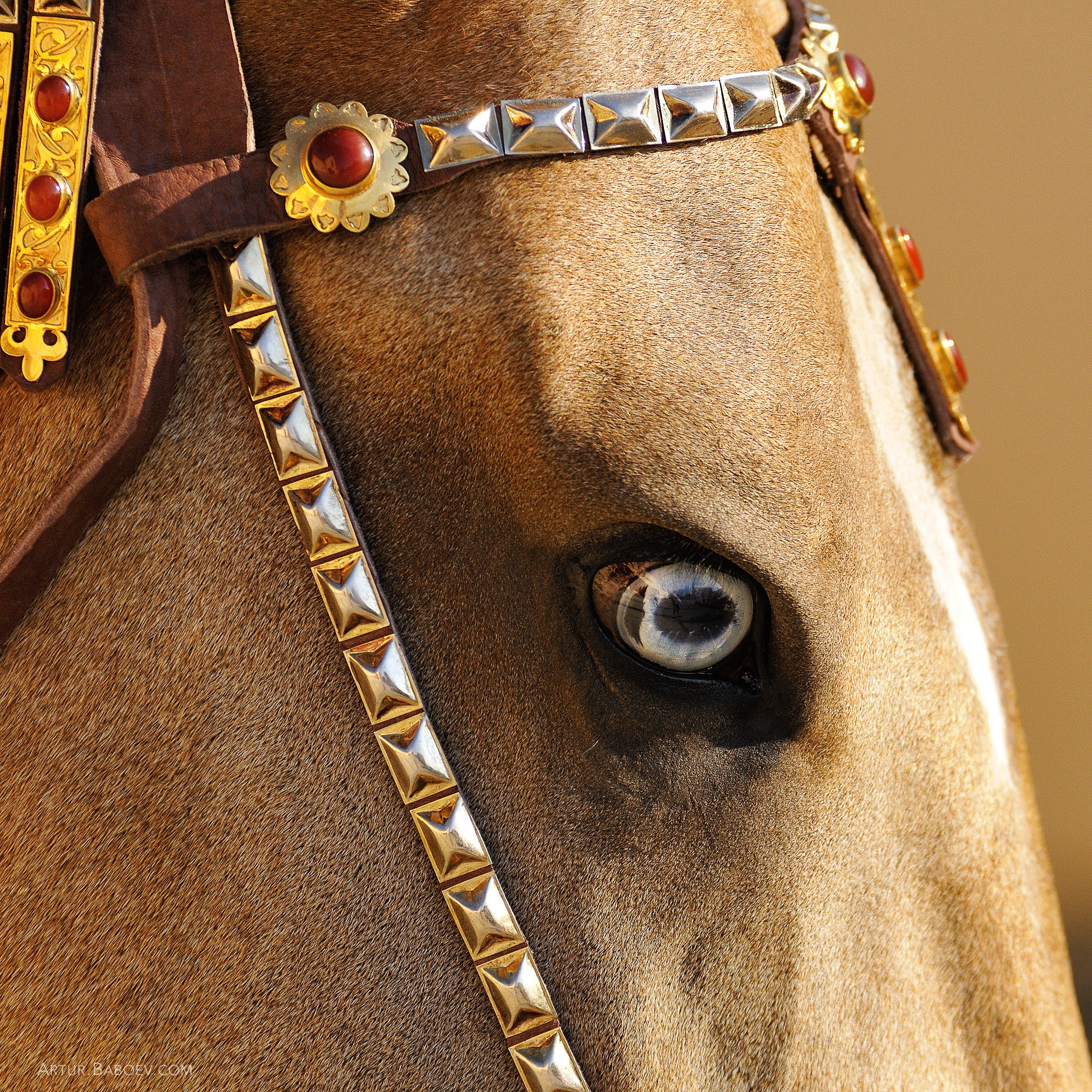 Art photos of horses — ARTUR BABOEV | Photographer