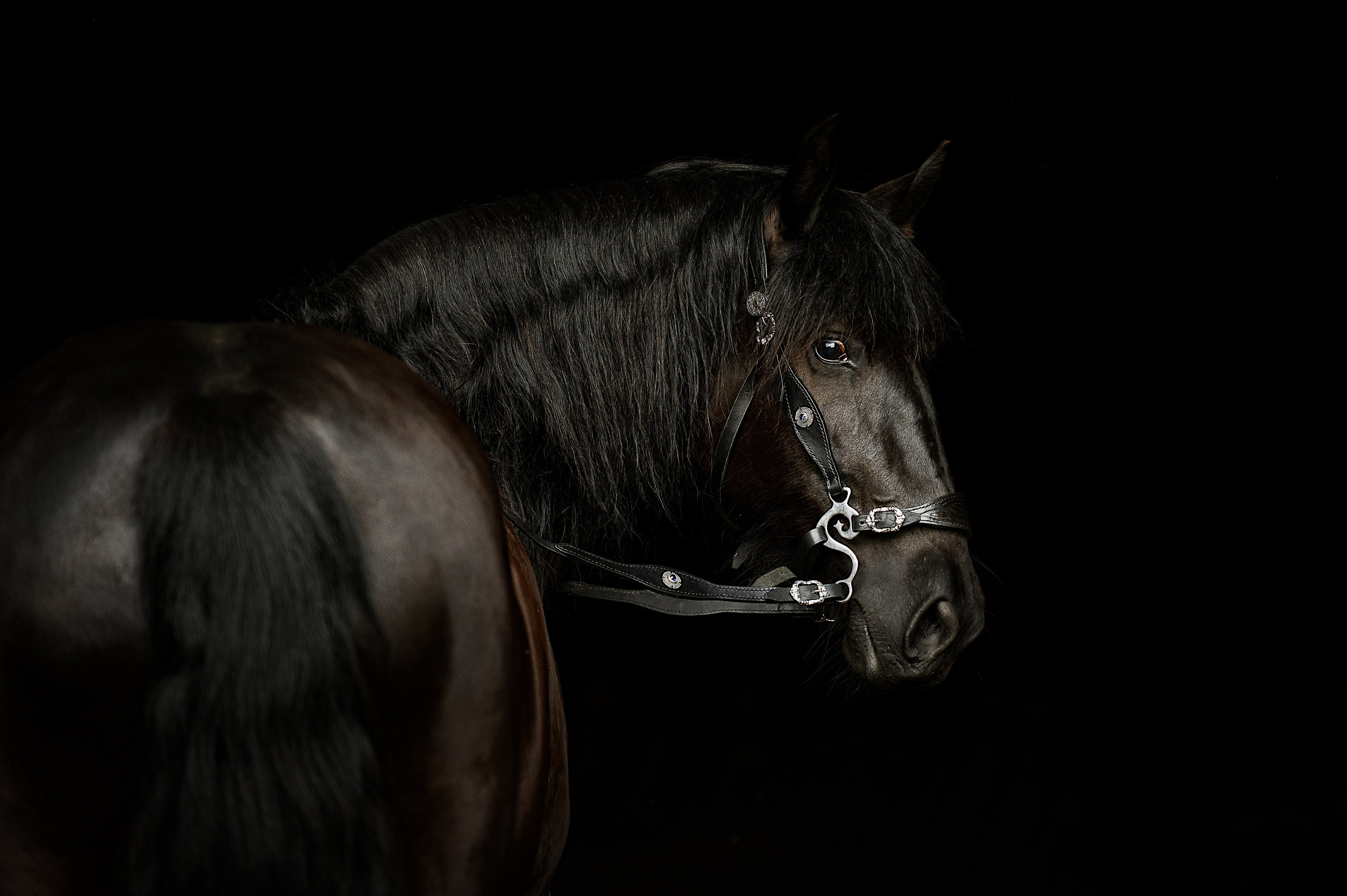 Кайхо и Ксения. Фотограф-анималист