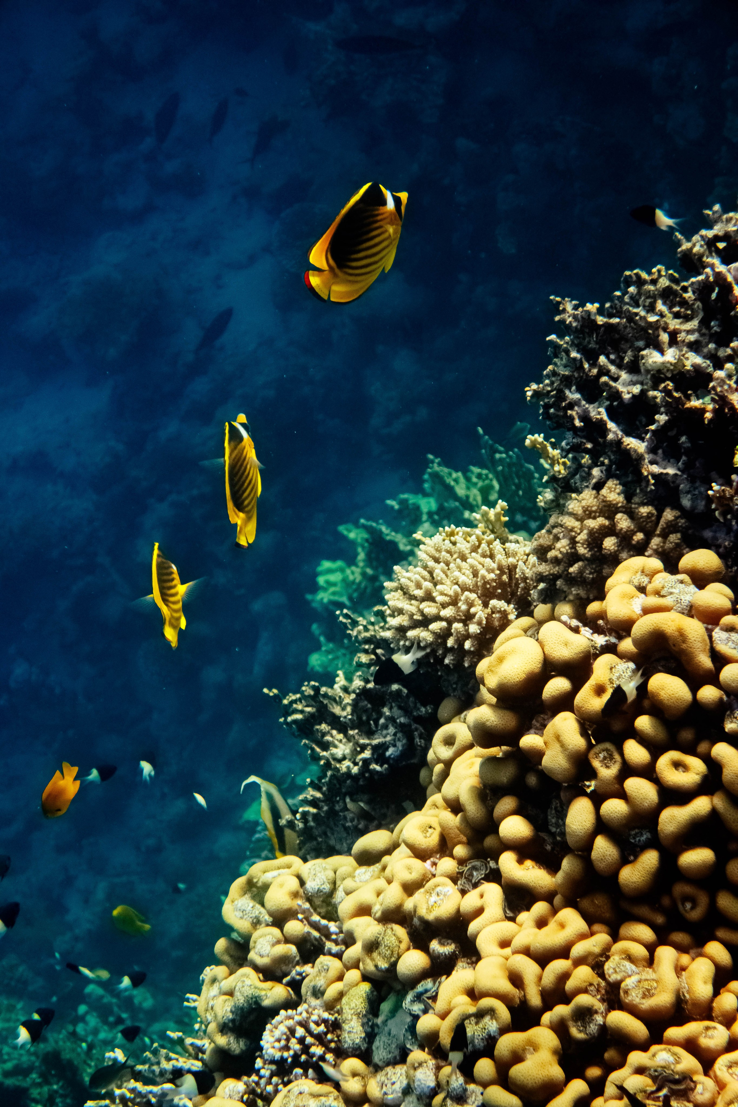 Fish. Фотограф Светлана Голицына