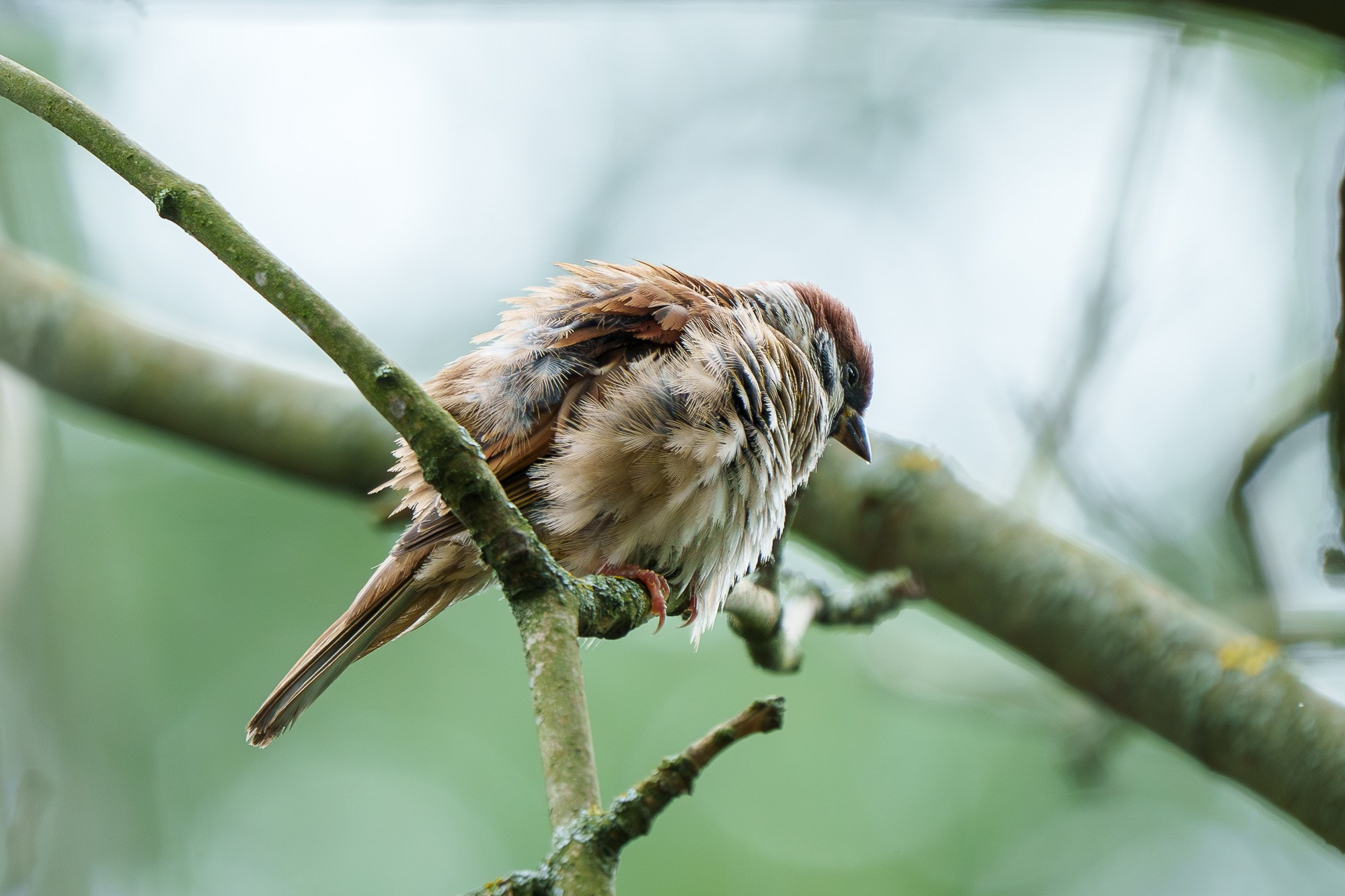 Удивительные мир птиц. Вокруг нас столько прекрасного — присмотритесь!. Ваш личный фотограф Марина Волкова