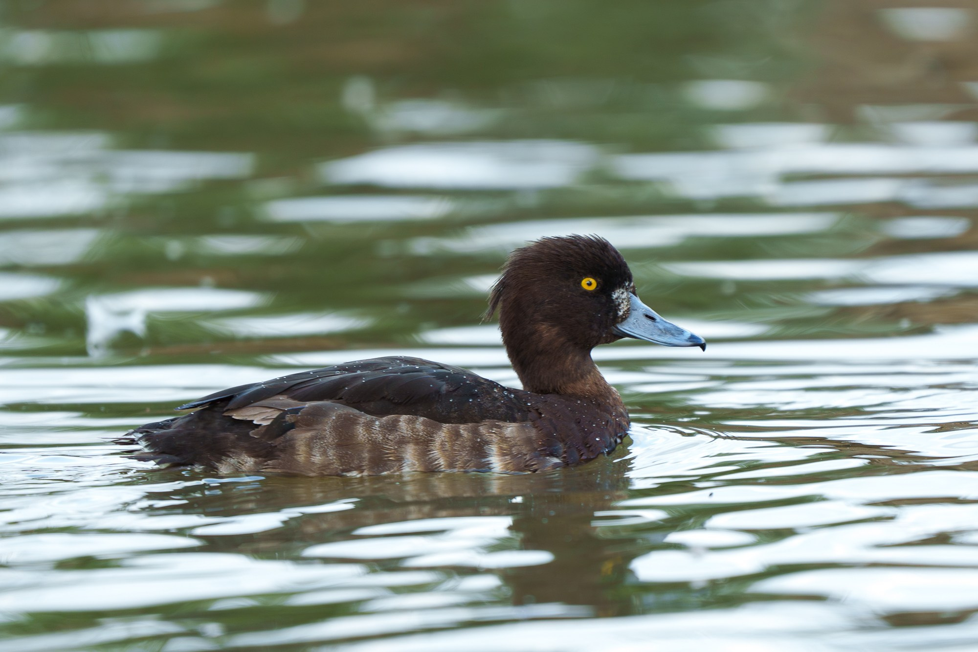 Удивительные мир птиц. Вокруг нас столько прекрасного — присмотритесь!. Ваш личный фотограф Марина Волкова