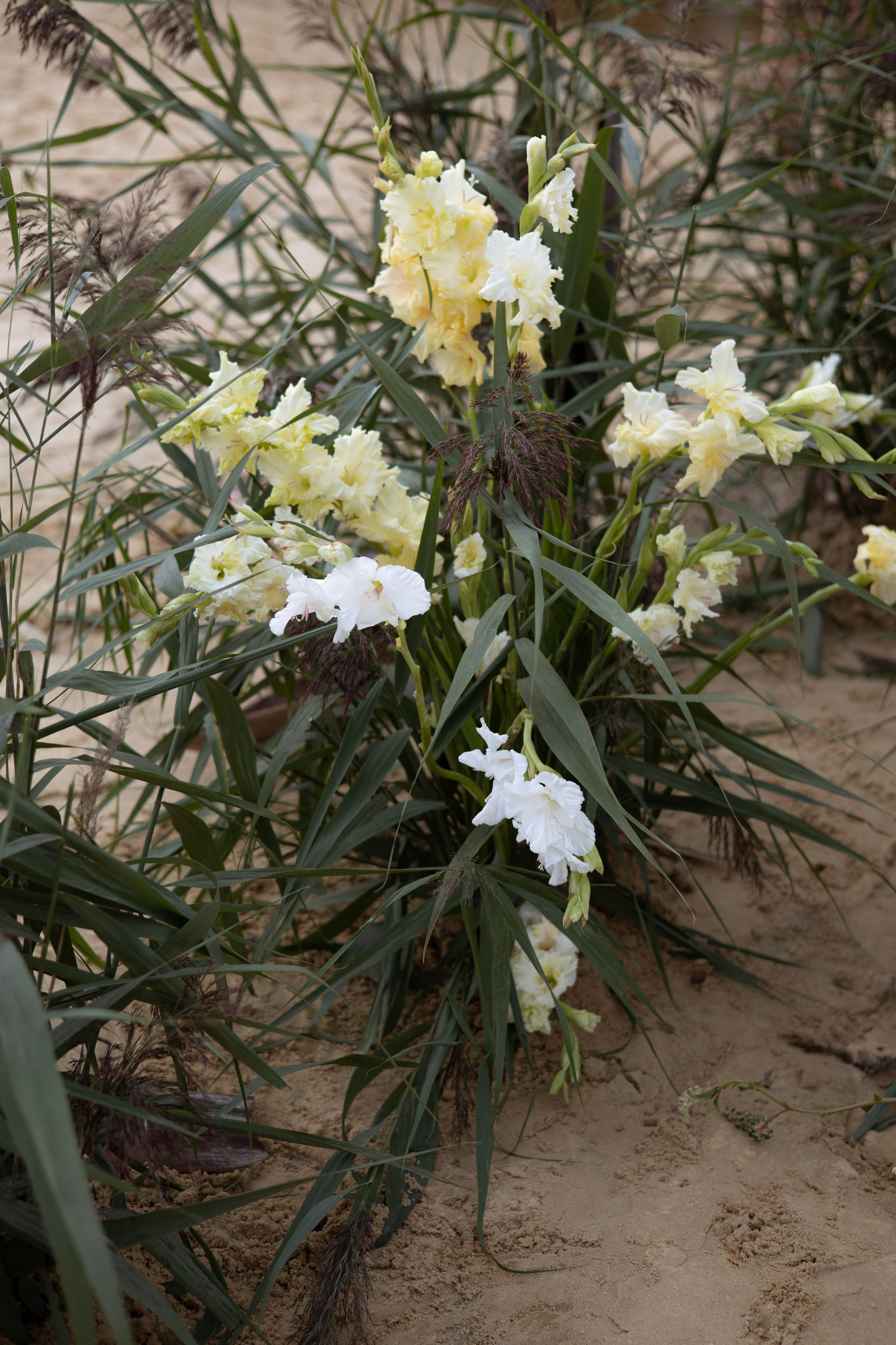 Пляж. Оформление свадеб, декор свадеб Вера Маркова, Москва