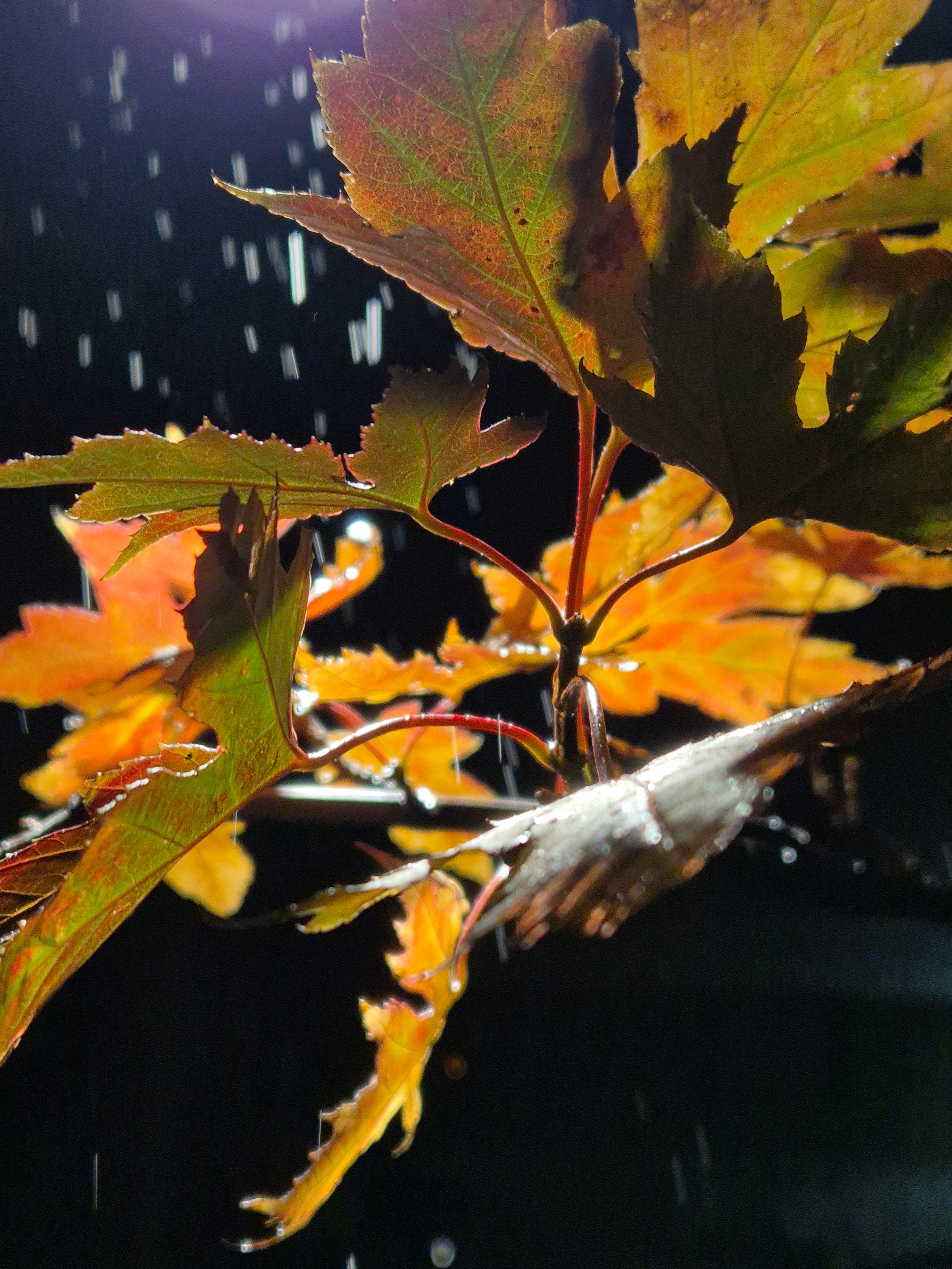 Яркие краски в лучах фонарей. Романтика. Гулять может и не очень приятно, но так здорово!