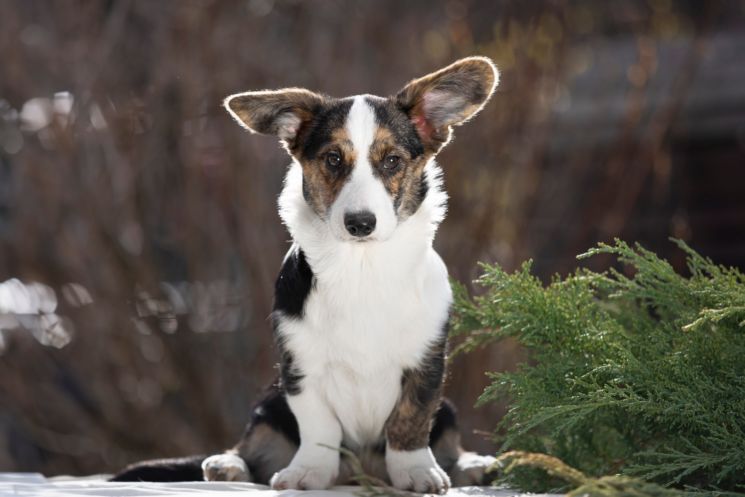 Вельш Корги Кардиган. Фотограф анималист, семейный фотограф, фотограф собак Комратова Мария. г. Москва