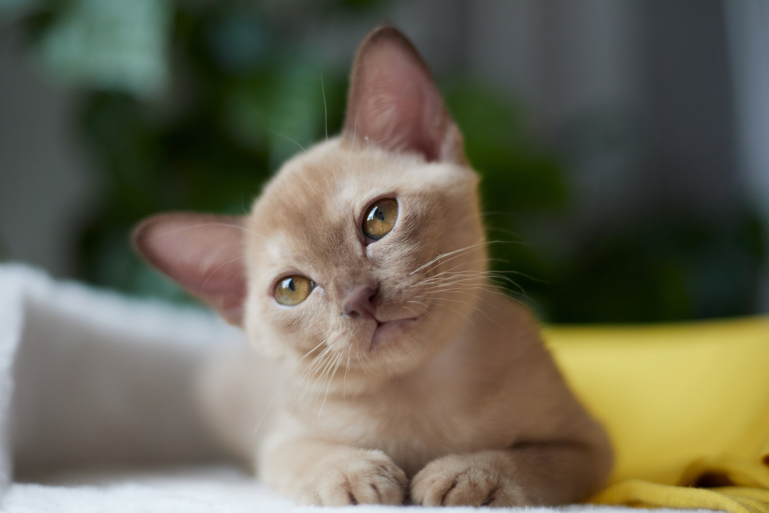 Jony (Уфа). Питомник «Bouncy Life»