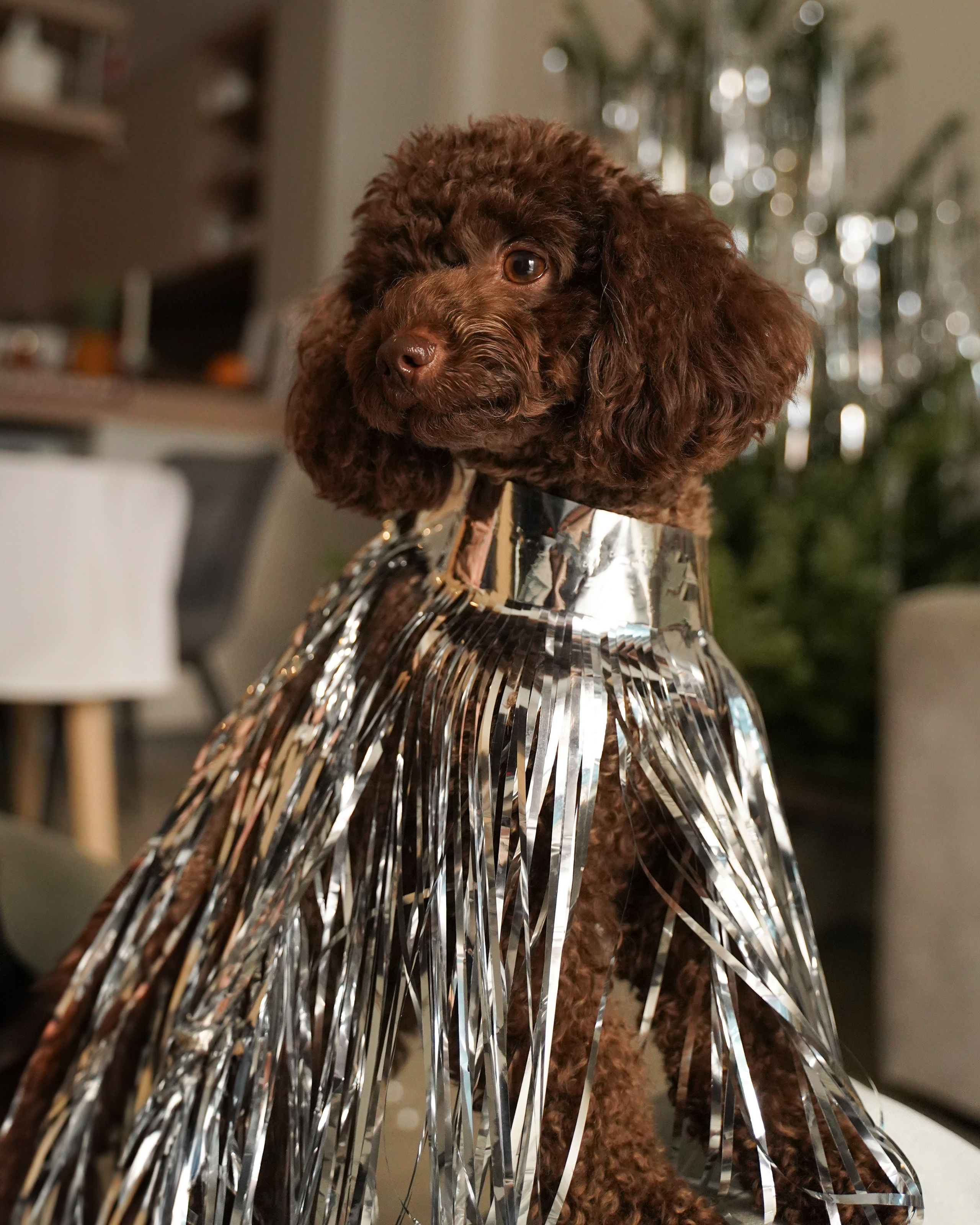 Dogs Christmas trees. Katyavasileva