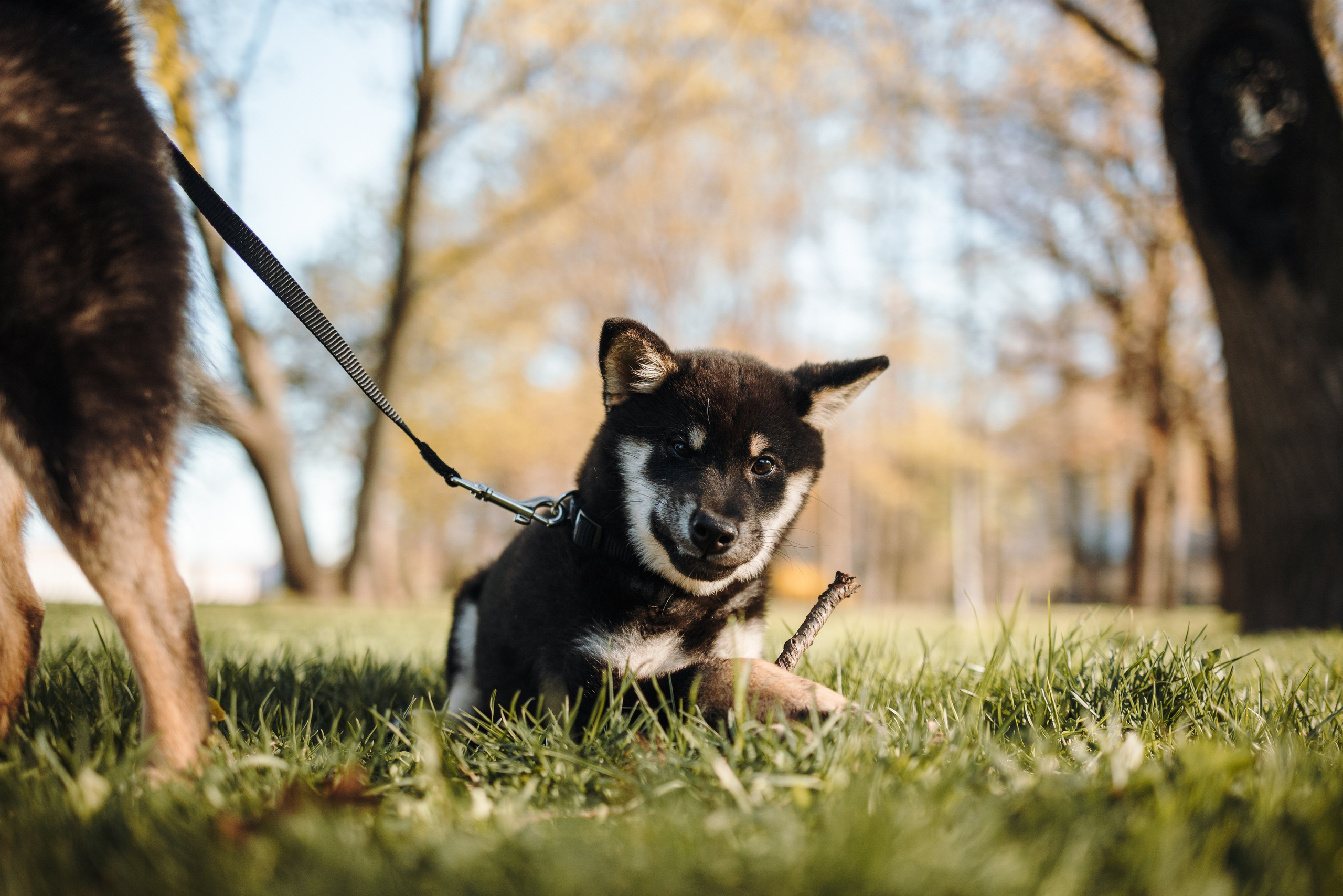Даша и ее девочки. Фотограф — Анималист | Санкт-Петербург