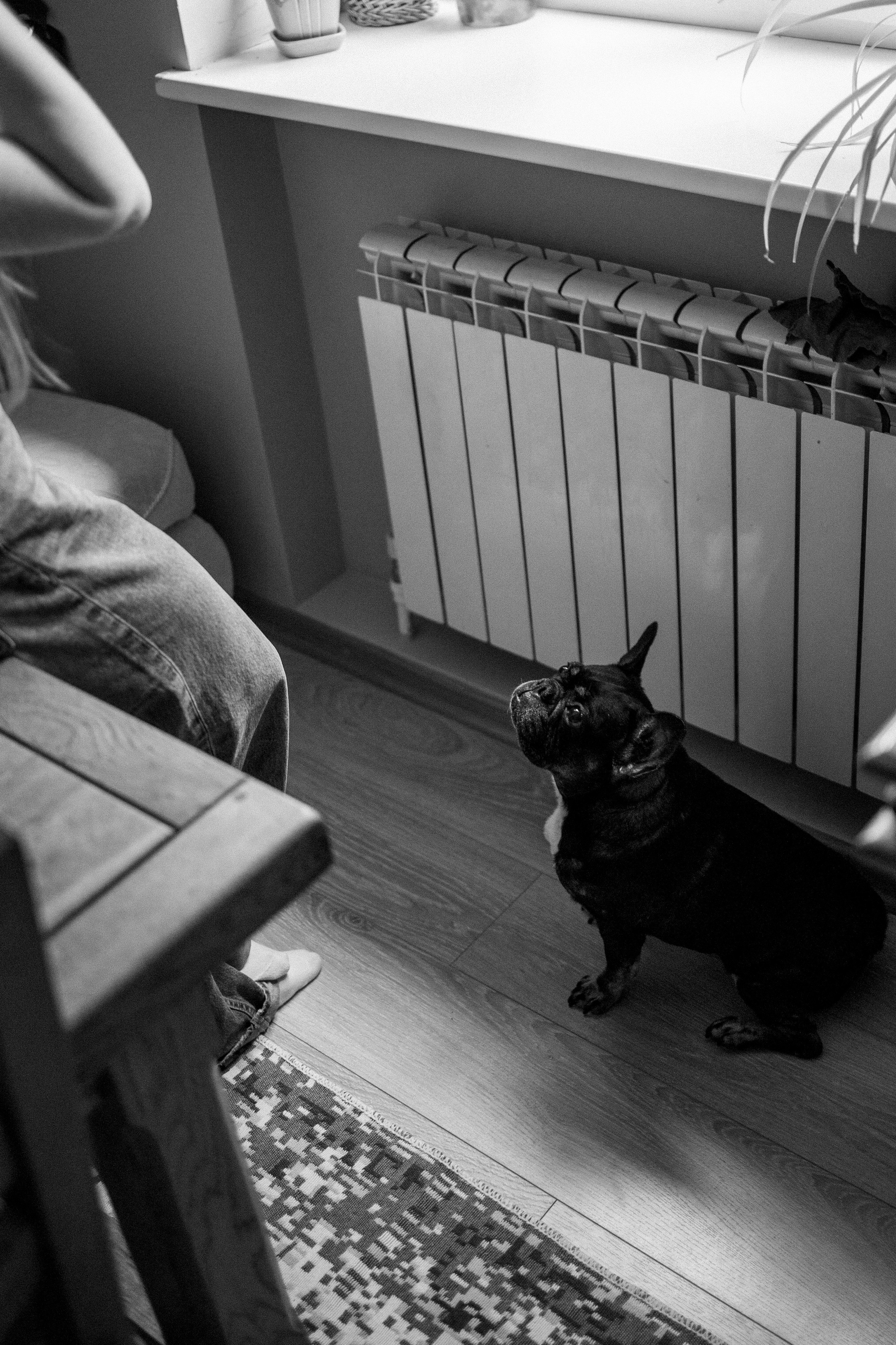 Софа и ее хвостики. Фотограф — Анималист | Санкт-Петербург