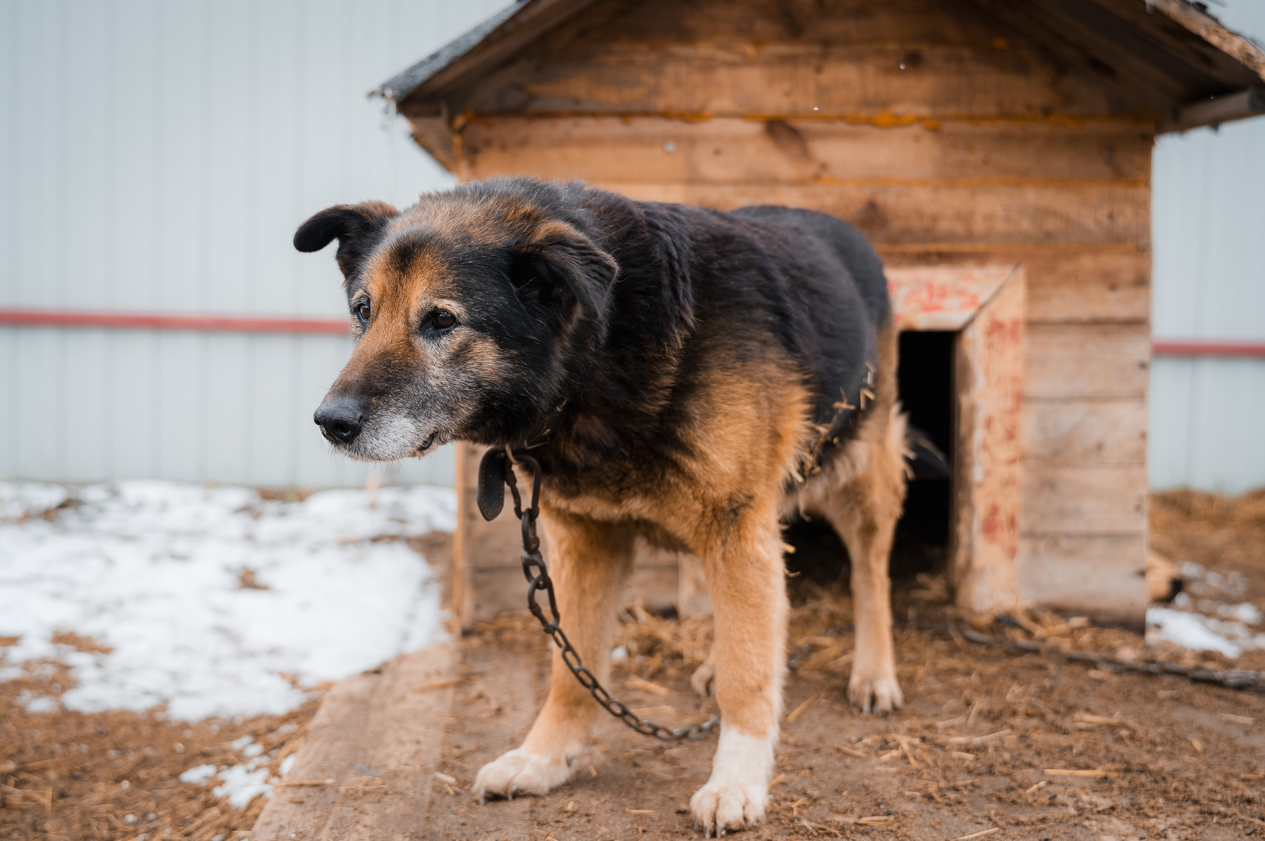 Тайсон. Улыбка собаки — спасение и пристройство бездомных собак
