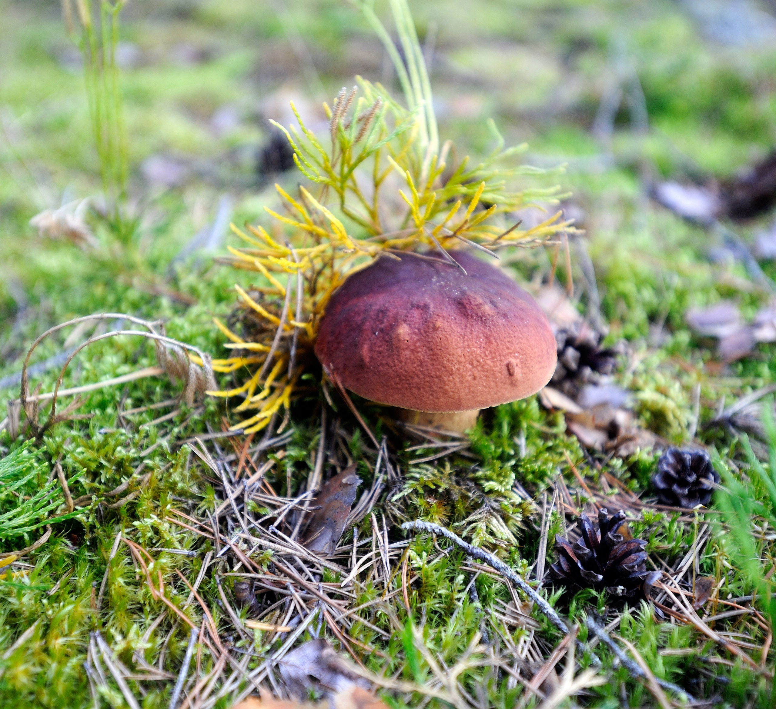 Осень. Пейзажный и предметный фотограф в Санкт-Петербурге Александр Богданов