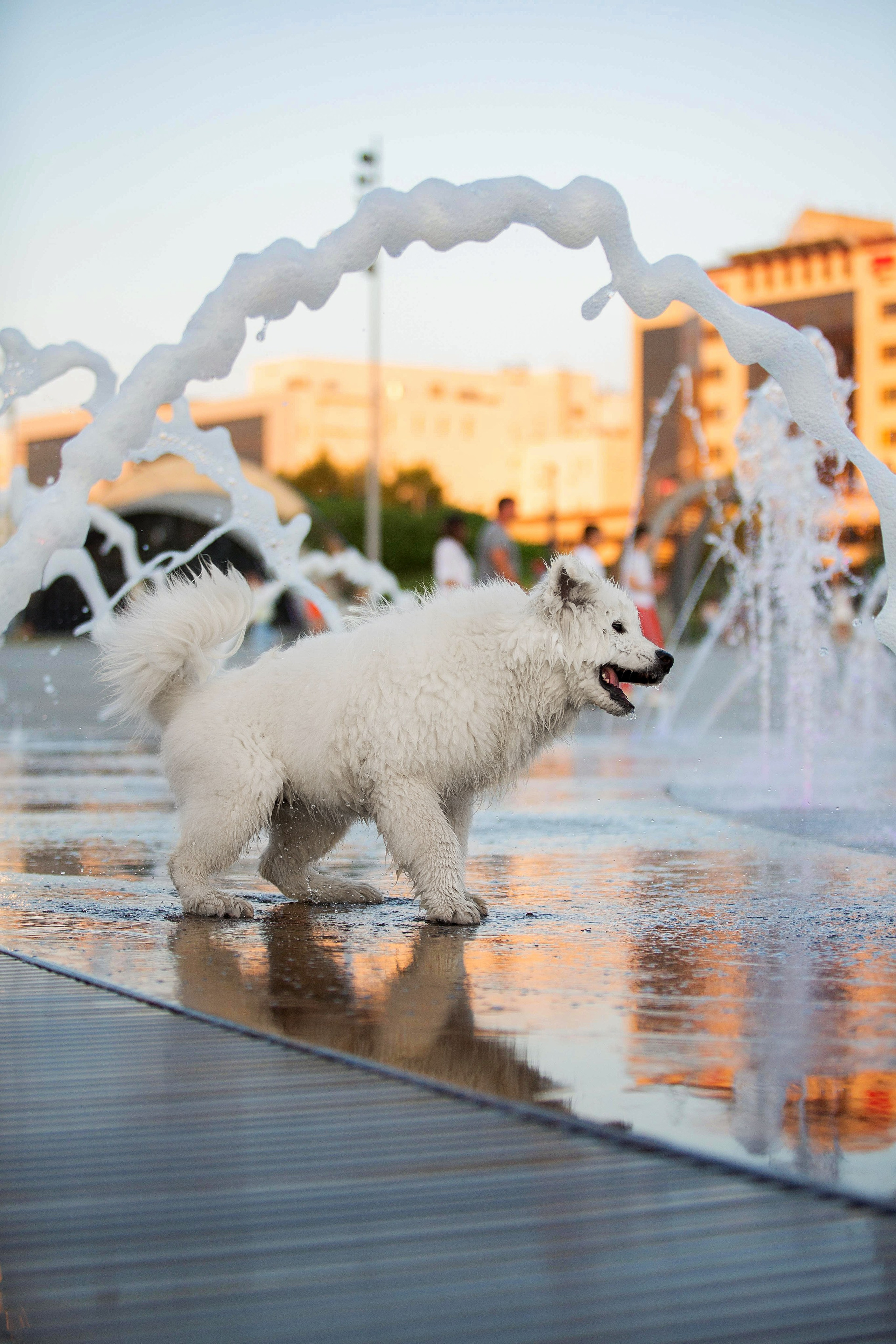 Анастасия, Евгений и самоед Ройс. Https://moshkovaphoto.ru/