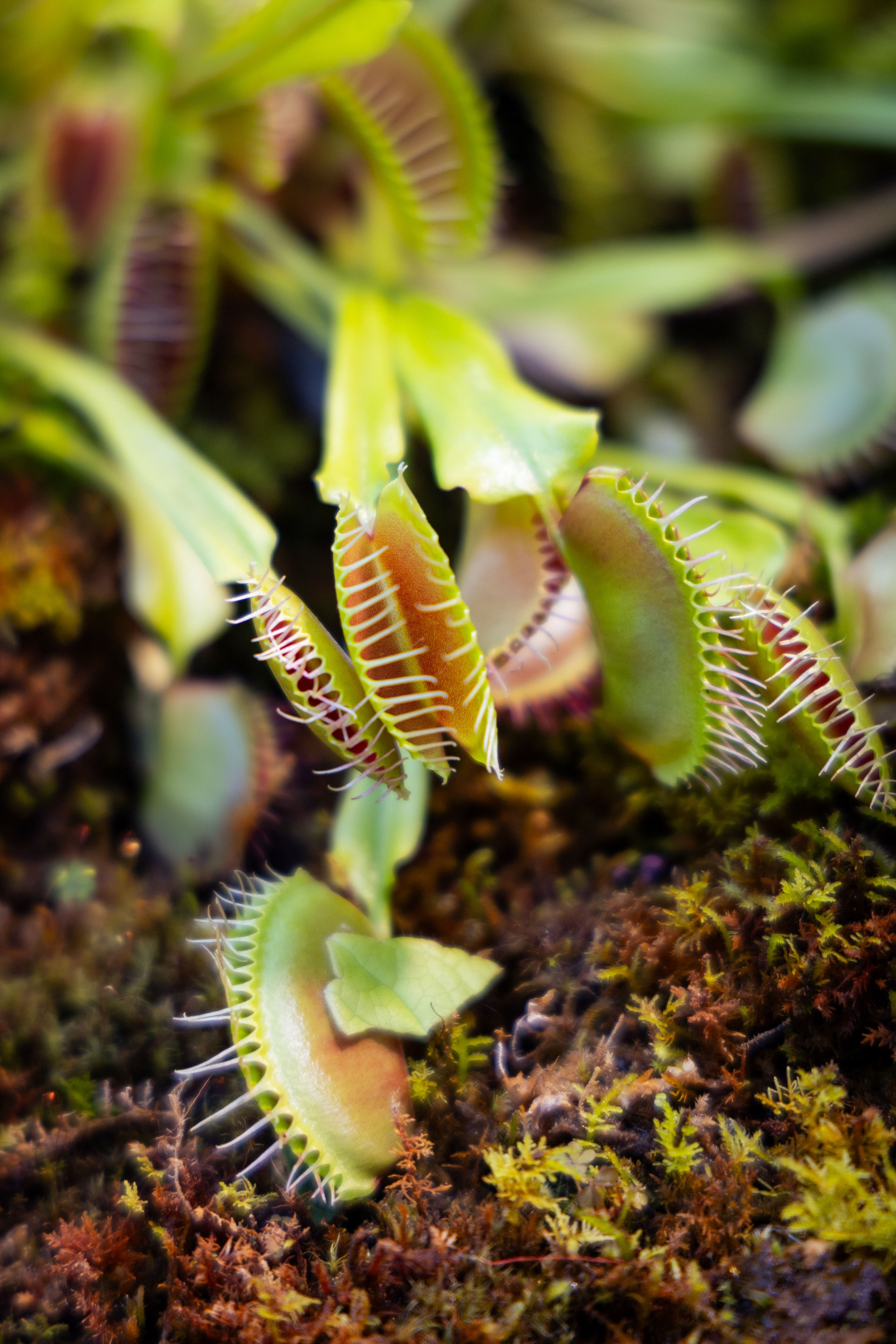 Шанхай (март 2026). Фотограф Виноградов Константин