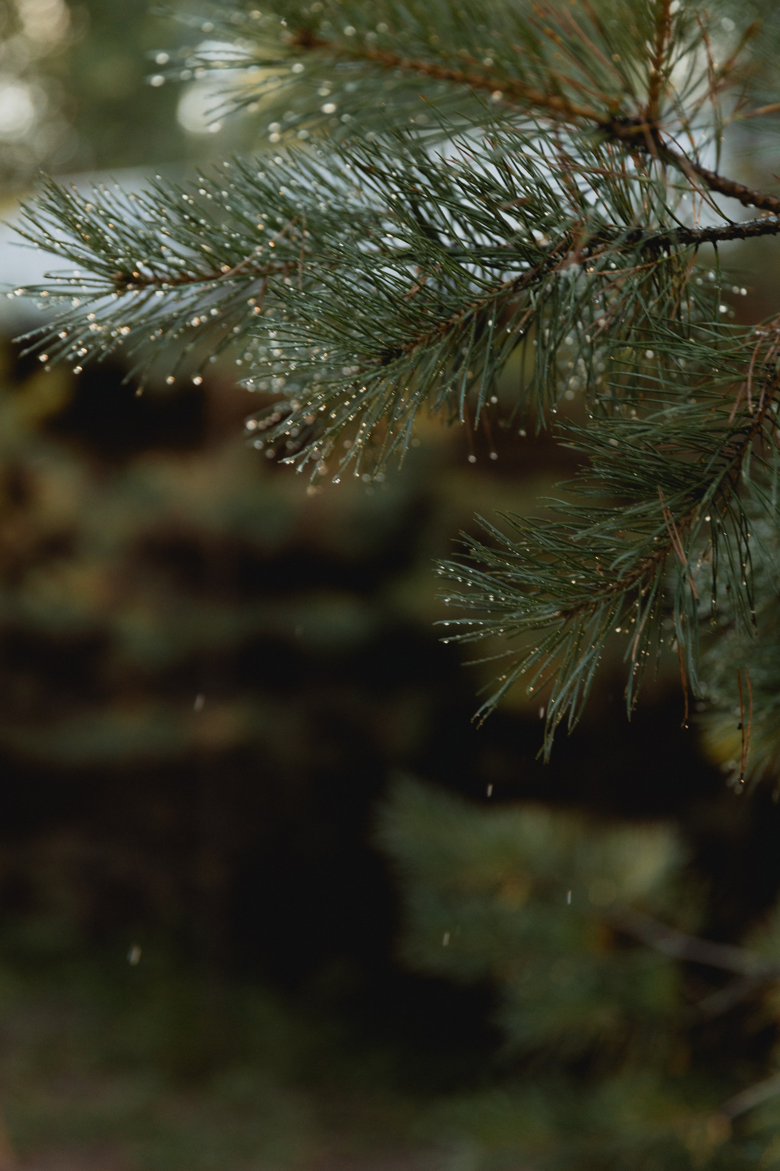 Дачная. Семейный и свадебный фотограф Лилия Матонина | Ангарск, Иркутск, Усолье-Сибирское, Байкал (Листвянка, Ольхон), Иркутская область