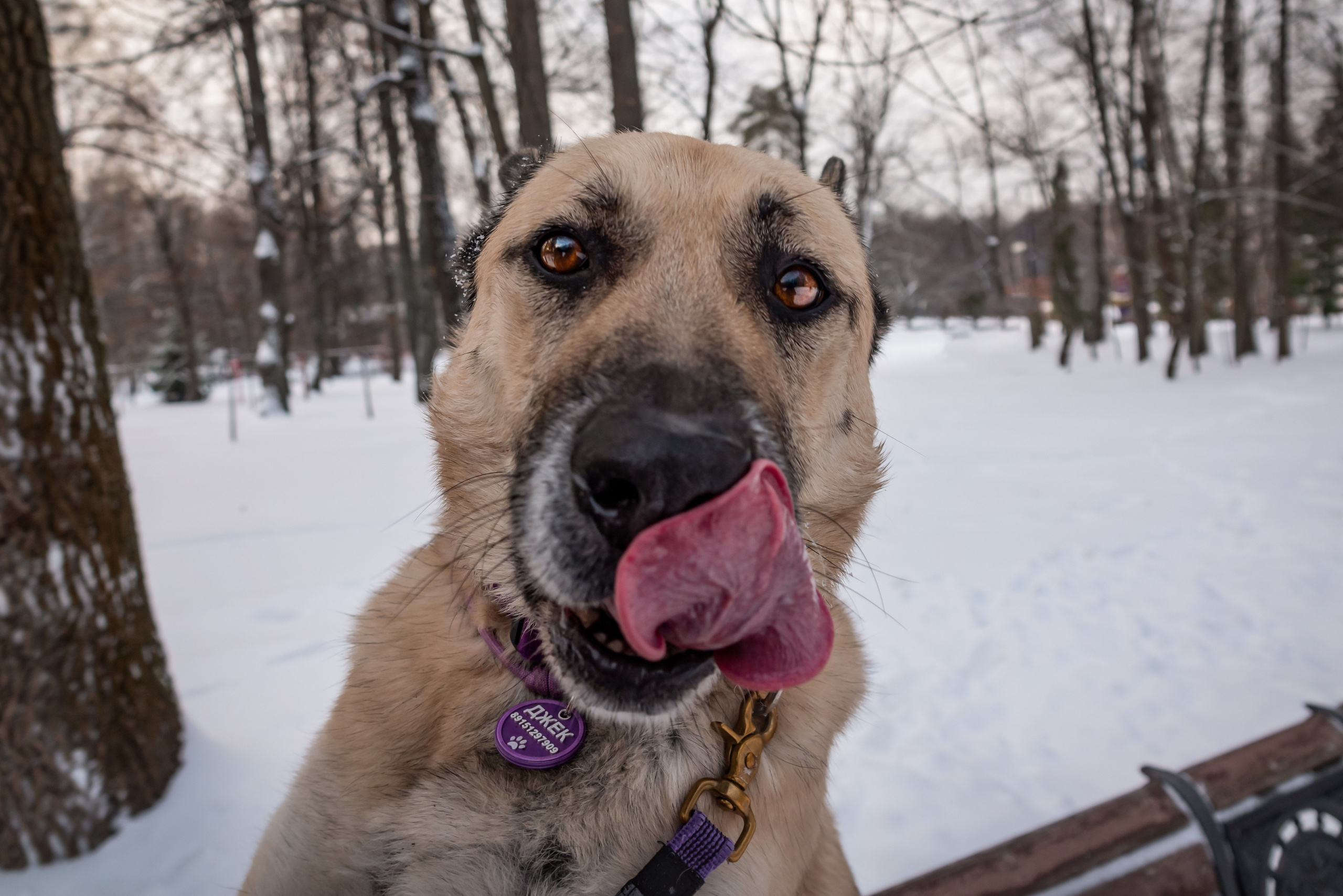 Собака из приюта овчарка