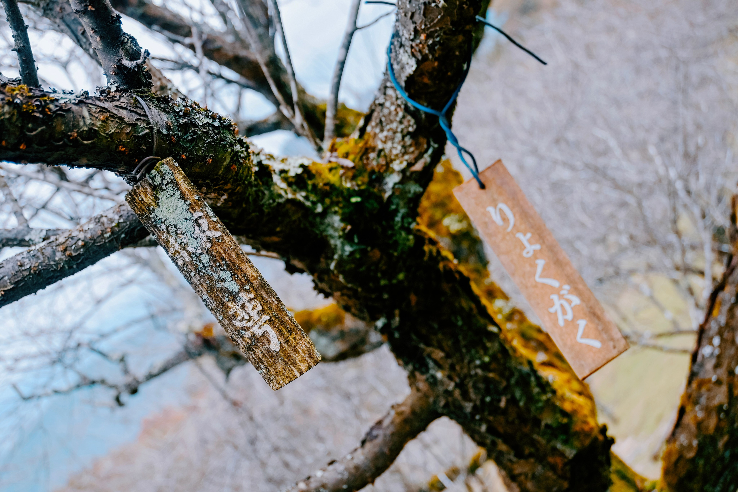 Japan village street. Iraogo