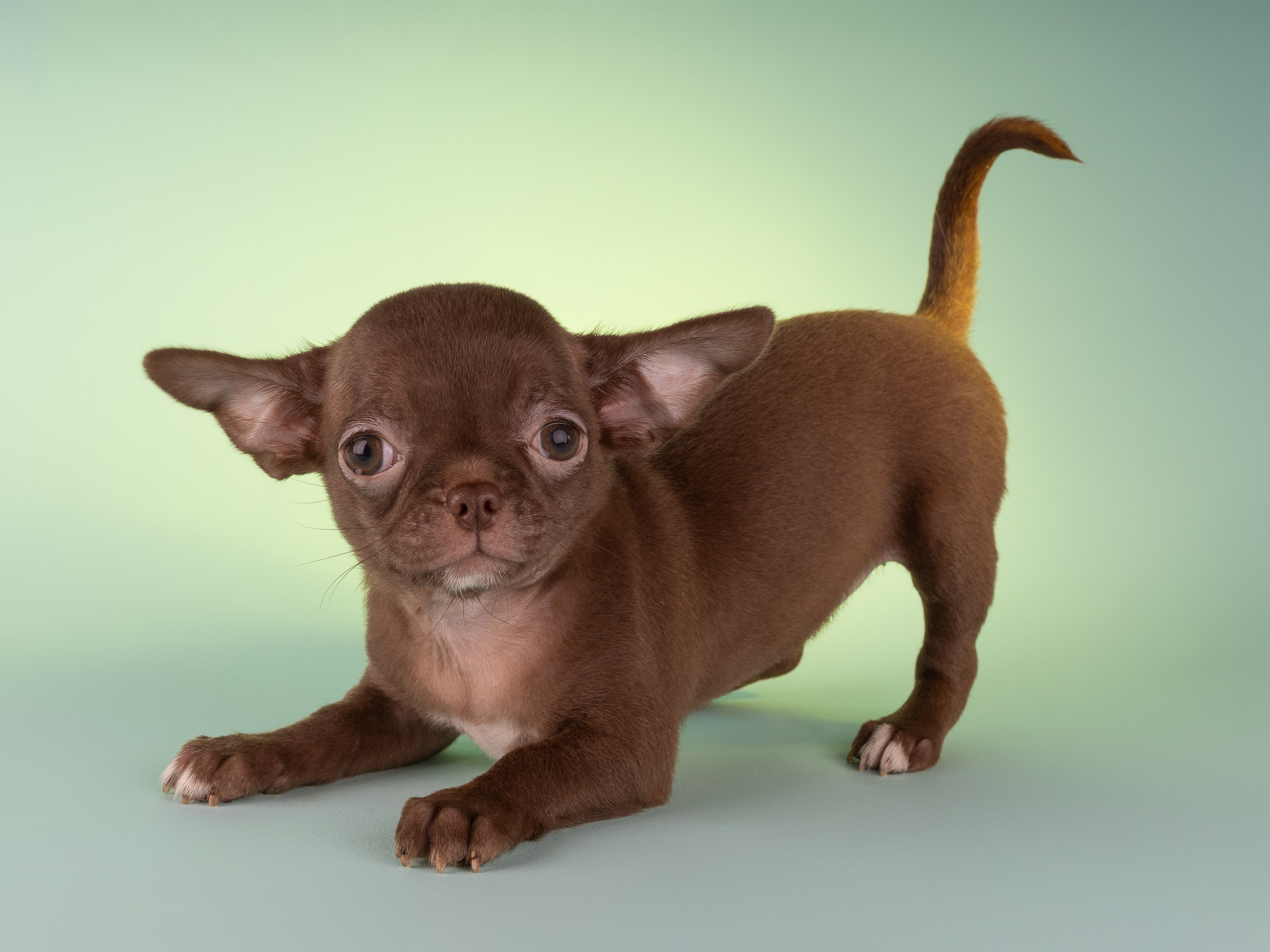 Чихуахуа (студия). Фотограф-анималист в Москве, МО и Владимире