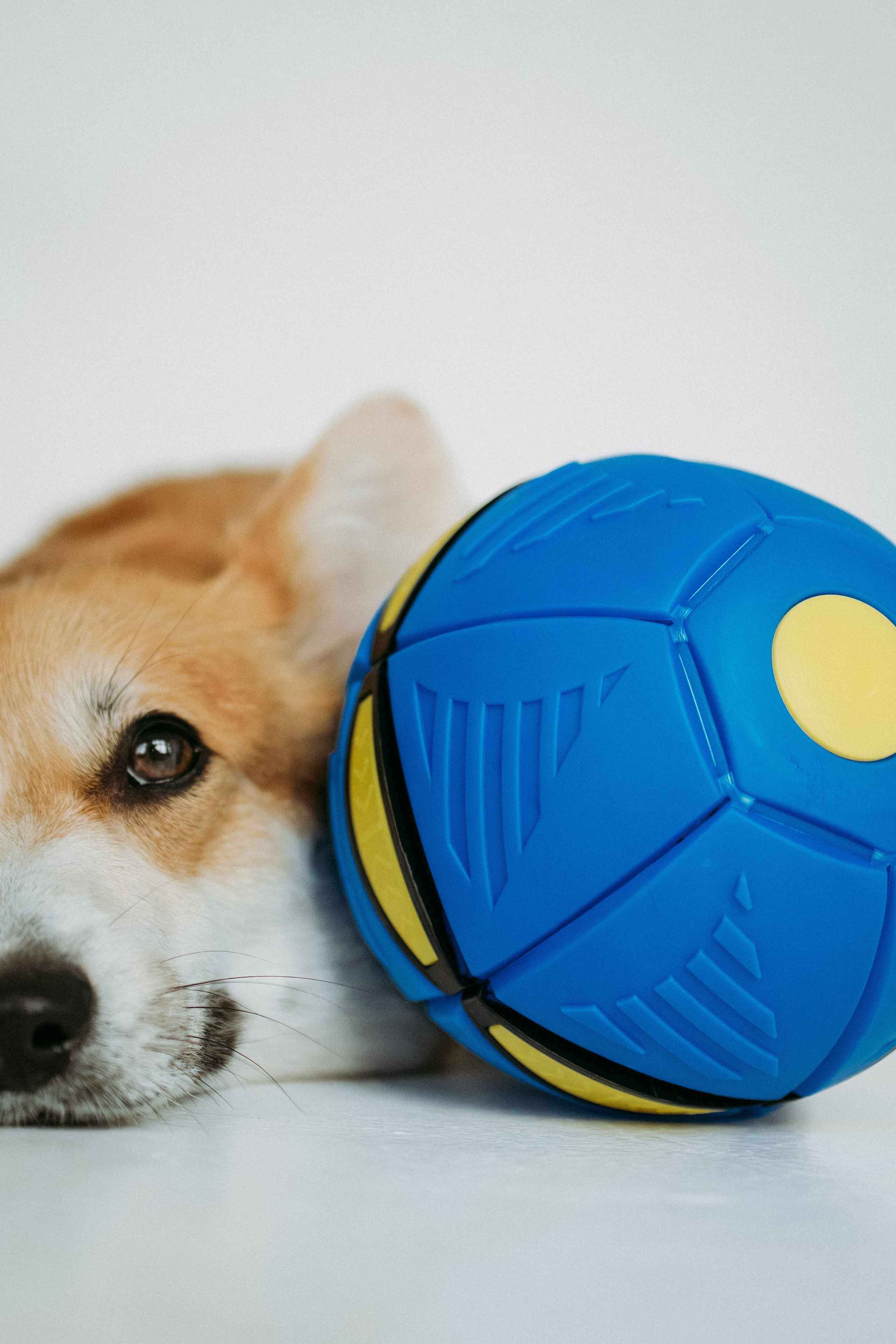 Мячи-попрыгуны. Фотораф — анималист Мария Шистка