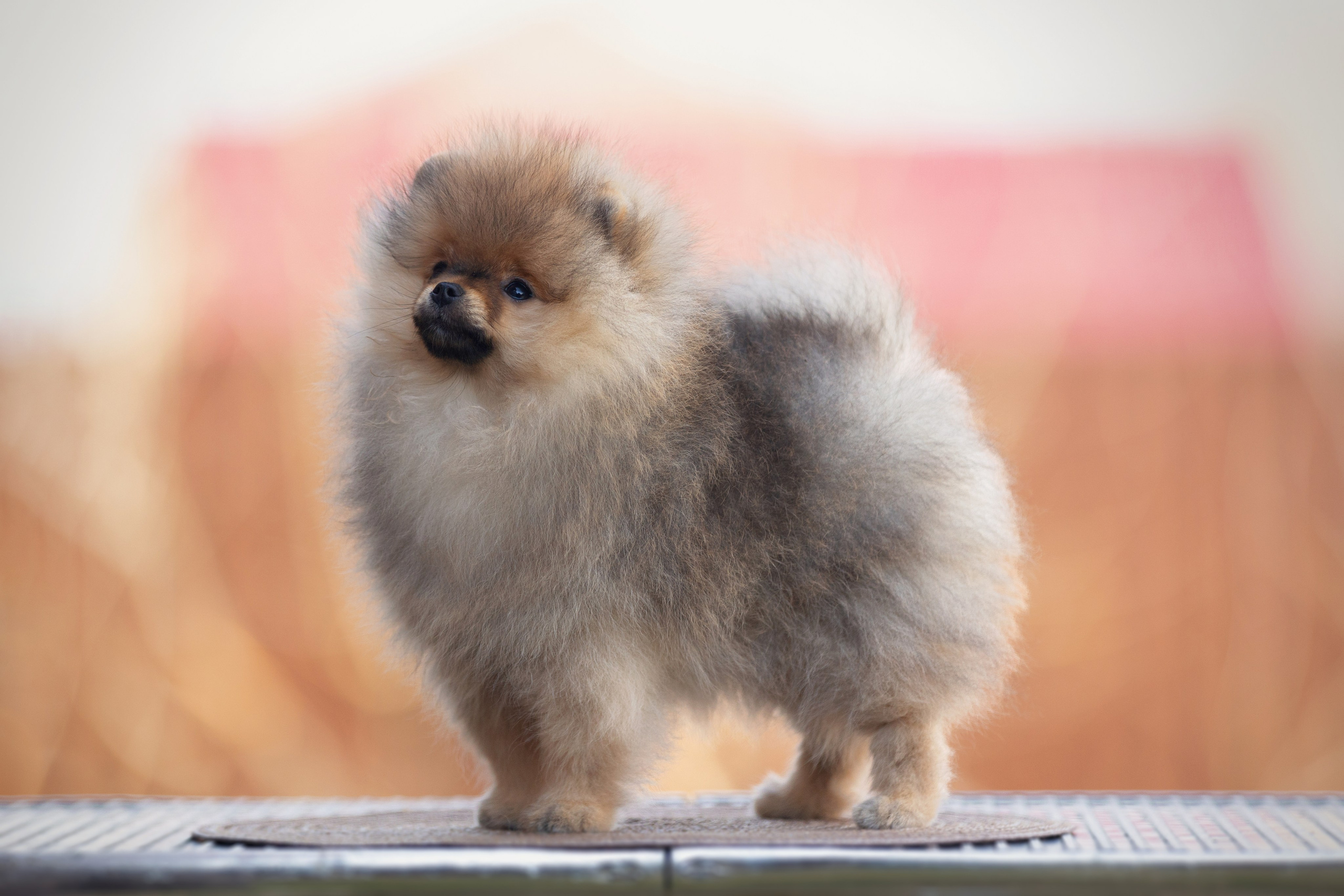 Собаки. Конный фотограф Валынкина Лера